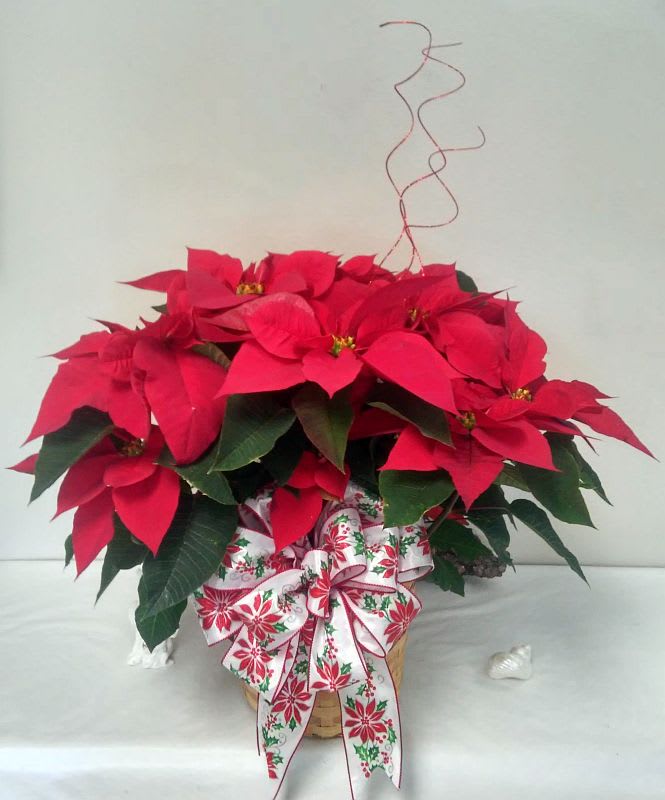 Red Poinsettia Plant Beautifuly Decorated - A tried-and-true holiday favorite, our poinsettia plant brings the beauty of the season to life with its vibrant red blooms and rich green leaves, wrapped in shiny holiday foil cover.