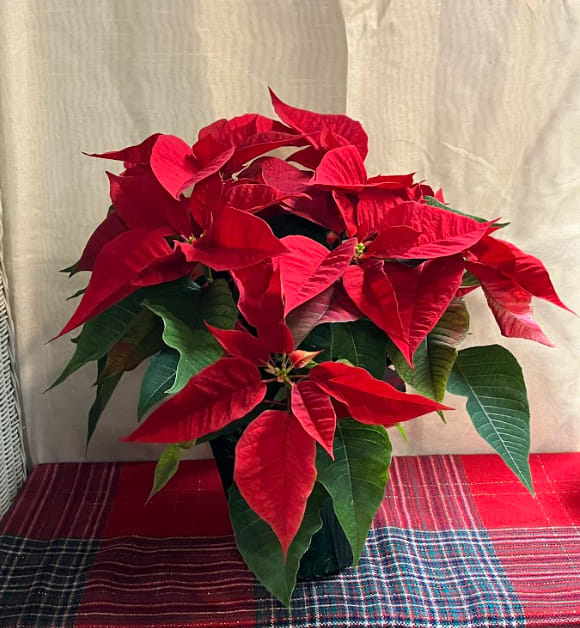 Blooming Poinsettia - This poinsettia plant comes in a beautiful holiday foil. Each plant averages 5-9 blooms.
