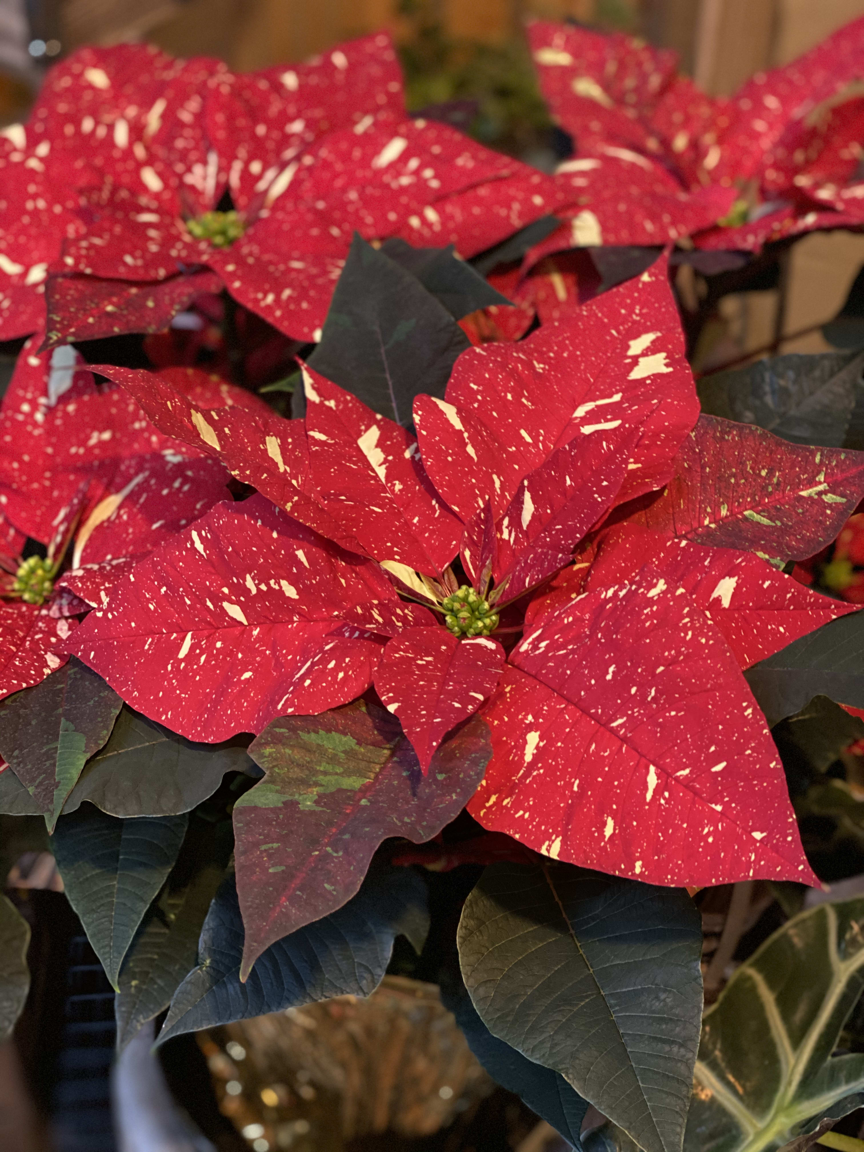 Designer Red &amp; White Poinsettia - One of our favorite poinsettias! 12-15 blooms on this extra large ( approx 2ft high x 2ft wide) beauty! Gold foil wrapped and includes coordinated bow, pinecones and other decorative accents that the designer will select.