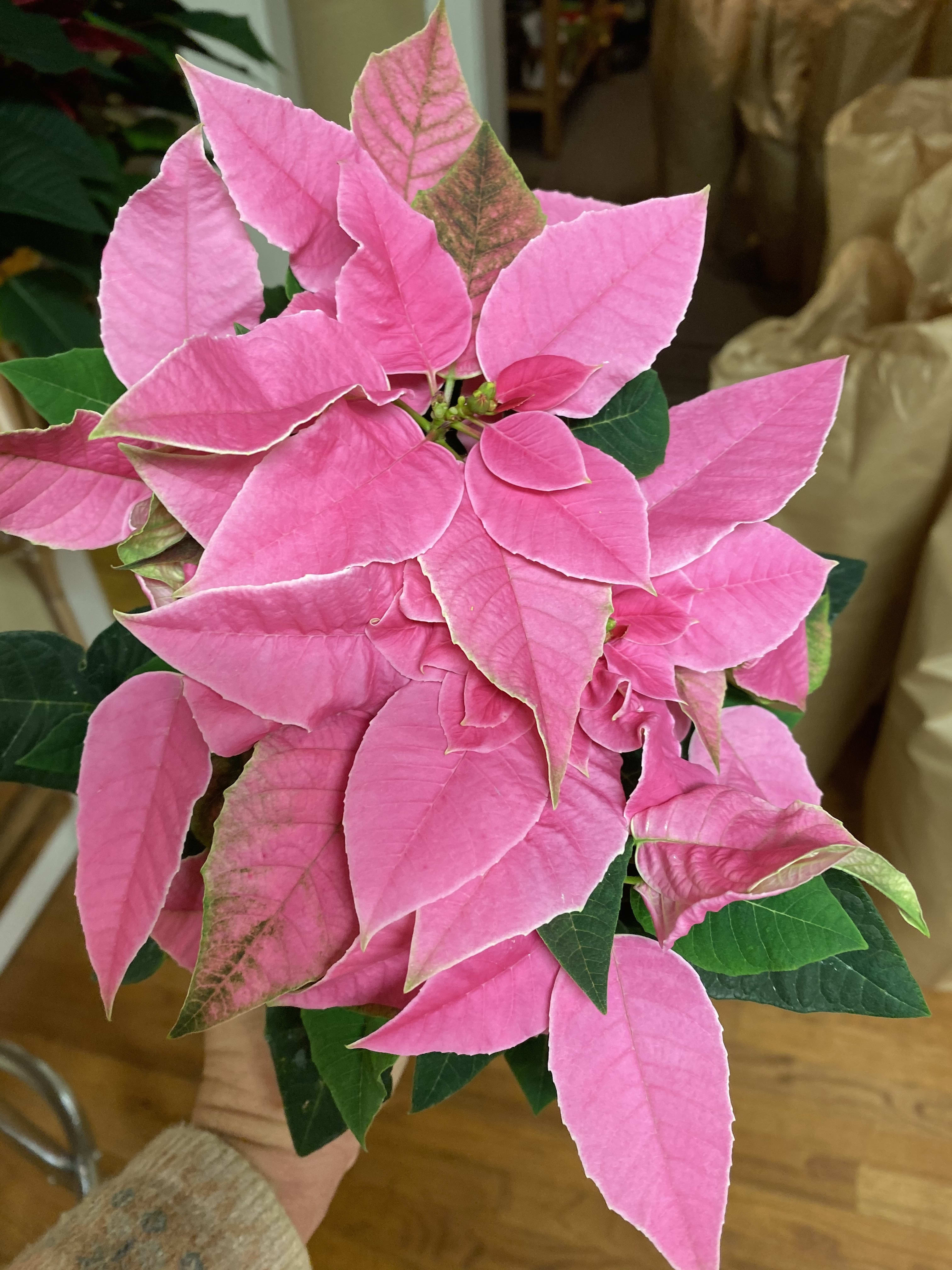 Pink Princess Poinsettia - Adorable petite bright pink poinsettia ideal gift for a desk or small space that your princess can enjoy long after the holidays. Includes a coordinated bow and specialty white container hand selected by the designer.
