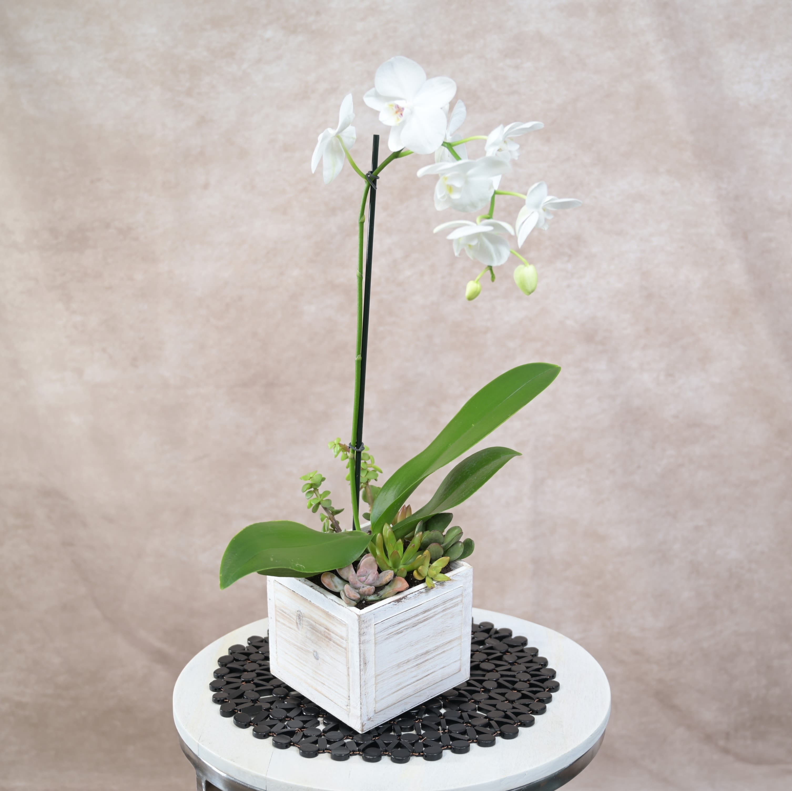Orchid in Rustic Wooden Box with Succulents - Color of orchids may vary based on availability. If you have a preferred color, please include it in the special instructions, and we will accommodate whenever possible — subject to availability. Orchid in Rustic Wooden Box with Succulents Charming, organic, and effortlessly elegant, this design blends the graceful beauty of a single orchid stem with the earthy textures of succulents, all set inside a rustic wooden box. The combination of refined blooms and natural, grounded materials creates a warm, contemporary aesthetic — perfect for desks, side tables, or small spaces that benefit from a touch of understated luxury. A thoughtful choice for gifting or adding a hint of botanical serenity to any room. Please Note: Our arrangements are handcrafted, and no two pieces are ever identical. Variations in bloom tones, succulent varieties, and natural elements will occur based on daily availability. We do not create factory-duplicate designs — instead, we recreate the style, palette, and overall feel of the arrangement while ensuring every piece is fresh, beautiful, and premium.
