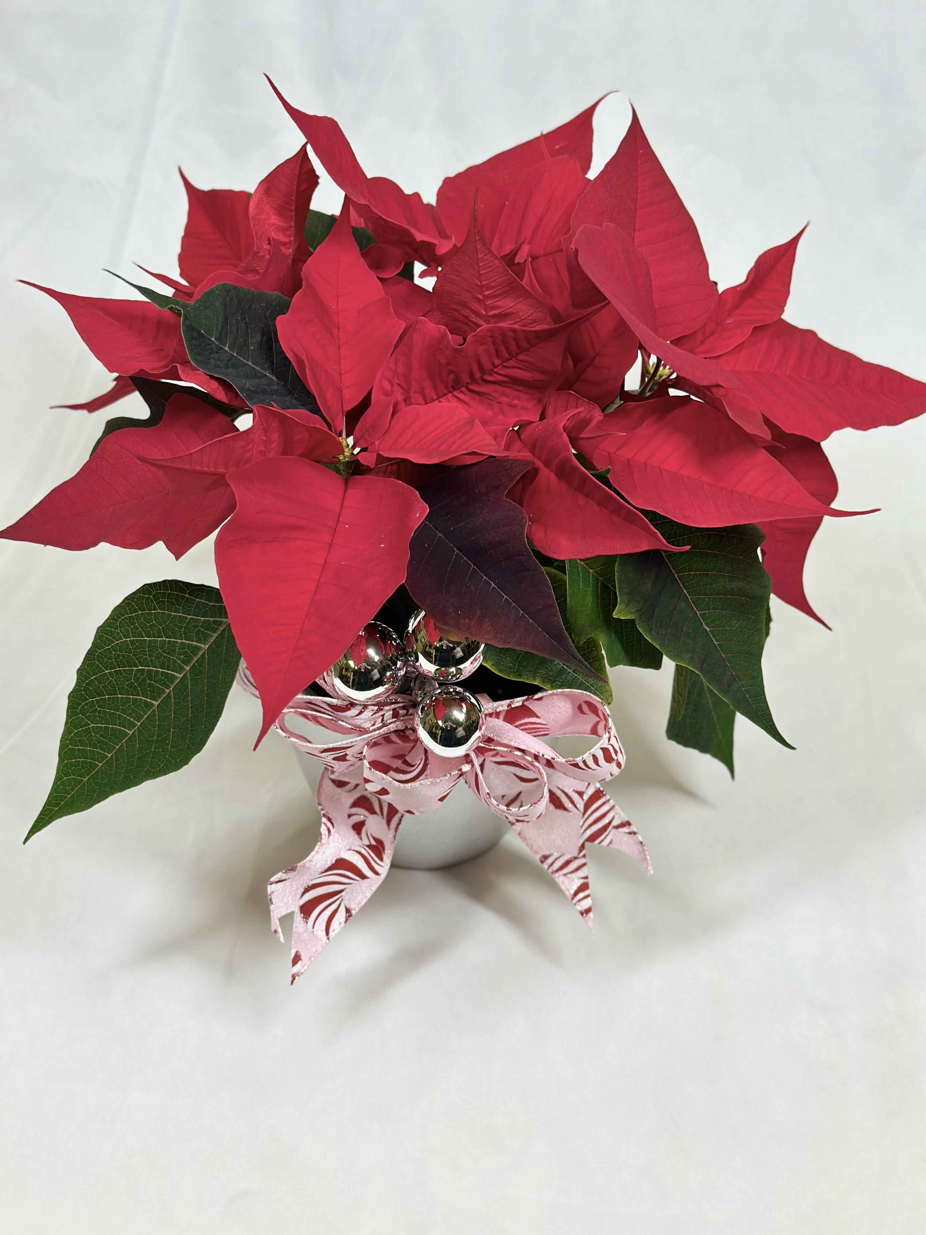 Petite Poinsettia - Our smallest poinsettia plants are equally as lovely and festive as our taller, fuller varieties. They pack a large amount of Christmas cheer into a little package! These are available in red, and every decorative pot is also adorned with holiday decorations