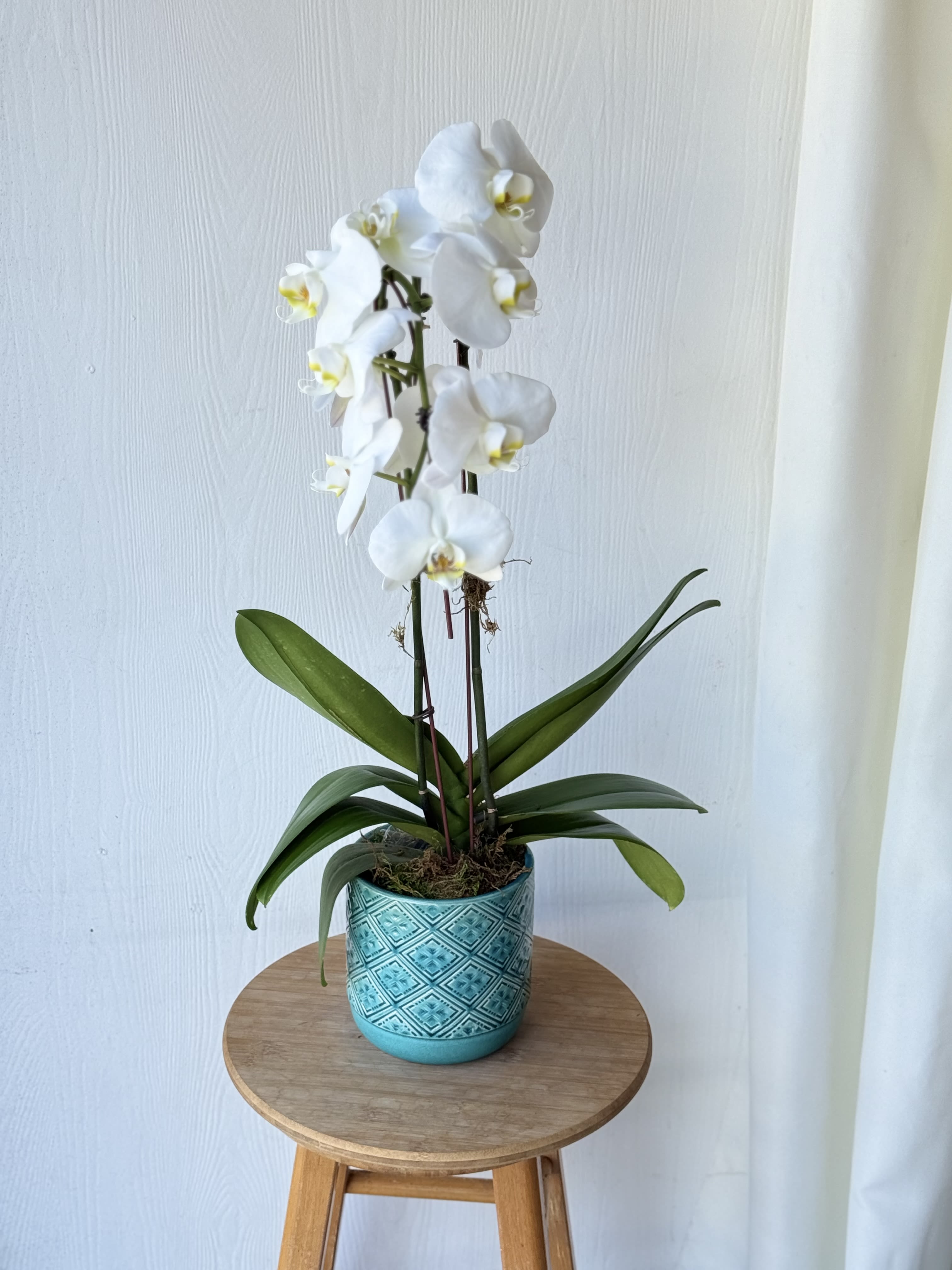 EC28 - Single Stem Orchid - Single Stem Orchid Plant – Elegant and Long-Lasting Gift | Tustin, Irivne CA Flower Delivery Our Single Stem Orchid Plant is the perfect blend of timeless beauty and lasting elegance. Featuring a tall, graceful Phalaenopsis orchid in full bloom, this stunning plant makes a thoughtful and sophisticated gift for any occasion—weddings, anniversaries, sympathy gestures, corporate gifts, or simply elevating your home décor. Displayed in a stylish ceramic or decorative pot, this living plant adds a modern, minimalist touch to any space. With proper care—bright, indirect light and occasional watering—this orchid plant can bloom for months and even rebloom for years, making it a meaningful and sustainable gift.  Available for same-day orchid delivery in Tustin, CA, and nearby areas including Irvine, Santa Ana, Orange, and Costa Mesa and newport beach.   