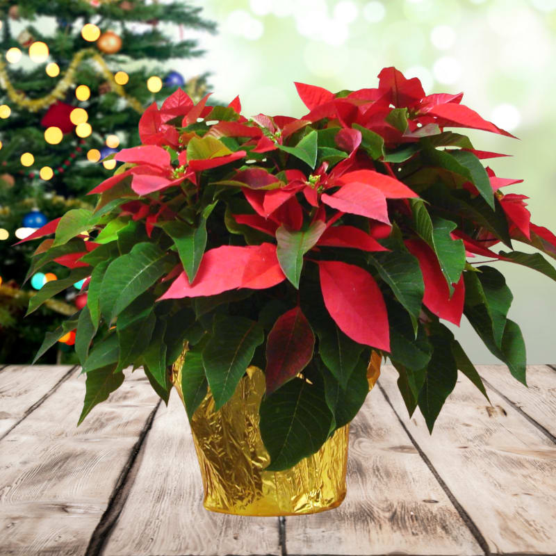 SALE!!  Premium Poinsettia Plant (Was $50) - Elegant Poinsettia Plant  Nothing says Christmas in Hawaii quite like the timeless beauty of a Poinsettia! This elegant holiday favorite adds instant warmth and festive charm to any space.  Classic Holiday Elegance  Featuring a large, vibrant poinsettia plant in an 8&quot; pot, this arrangement stands approximately 18&quot;–24&quot; tall, making it a stunning focal point for homes, offices, or holiday gatherings.  Perfect Gift Choice  A wonderful way to express appreciation and holiday cheer — ideal as a client gift, corporate gesture, or seasonal centerpiece that spreads aloha and Christmas spirit.  Seasonal Style  Beautifully presented and easy to care for, this poinsettia brings color, life, and joy throughout the holiday season.  Highlights   8&quot; poinsettia plant (approx. 18&quot;–24&quot; tall)   Perfect for homes, offices, or as a client gift   A classic symbol of the Christmas season   Available for Honolulu delivery and Oahu pickup  Celebrate the holidays with this Elegant Poinsettia Plant — a radiant expression of island Christmas cheer and timeless beauty.