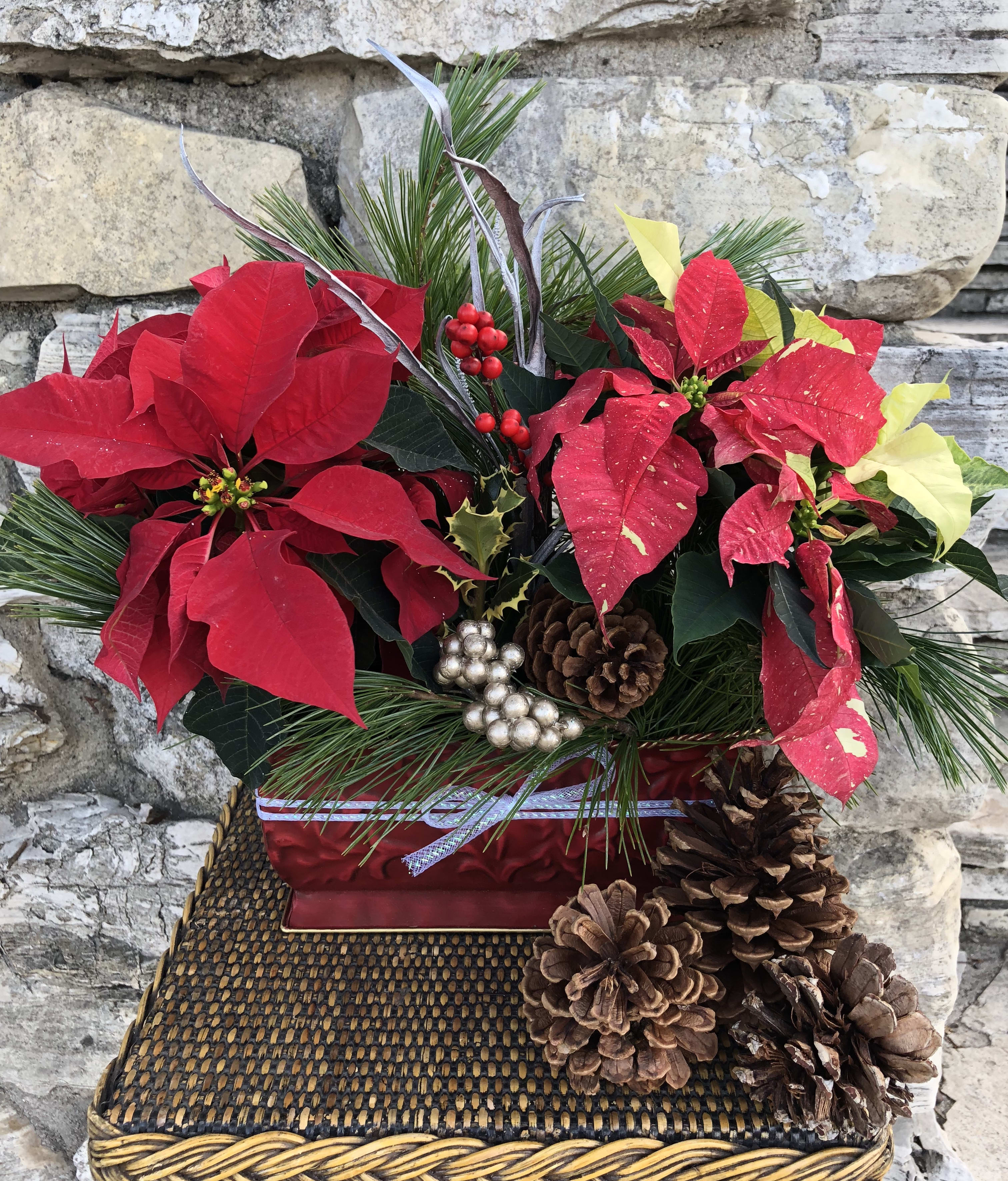 Mixed Pointsettia - A low holiday box with red and red and white or other hues put together in this festive setting!