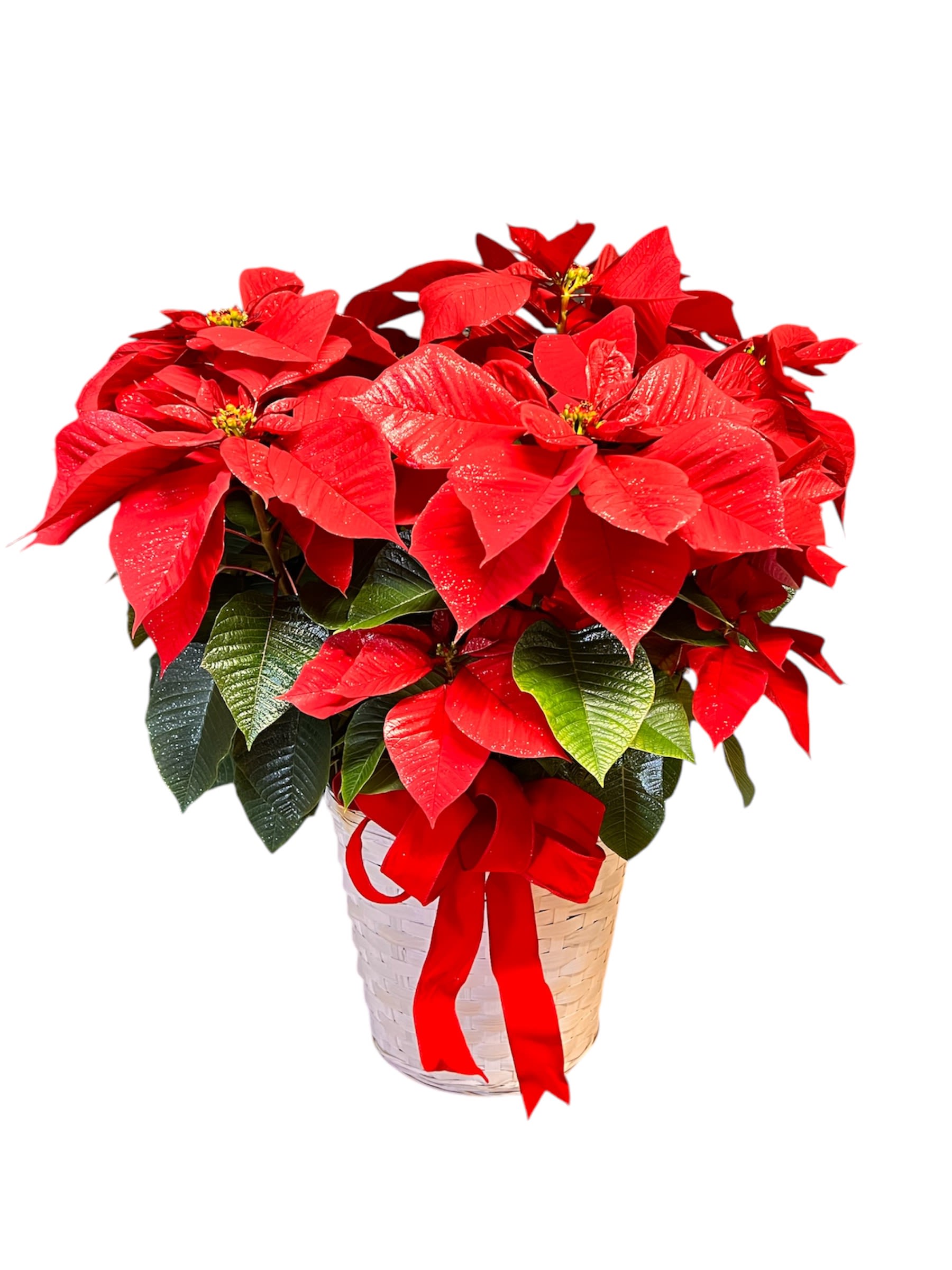Premium Poinsettia - Nothing says Christmas like a big red poinsettia! A popular Christmas decoration, send this poinsettia plant as a holiday gift - or keep it for yourself!  The classic Christmas plant is presented in a white basket.  10&quot; Plant Approx.  Poinsettia Color may vary may vary from photo.  Based on availability. 