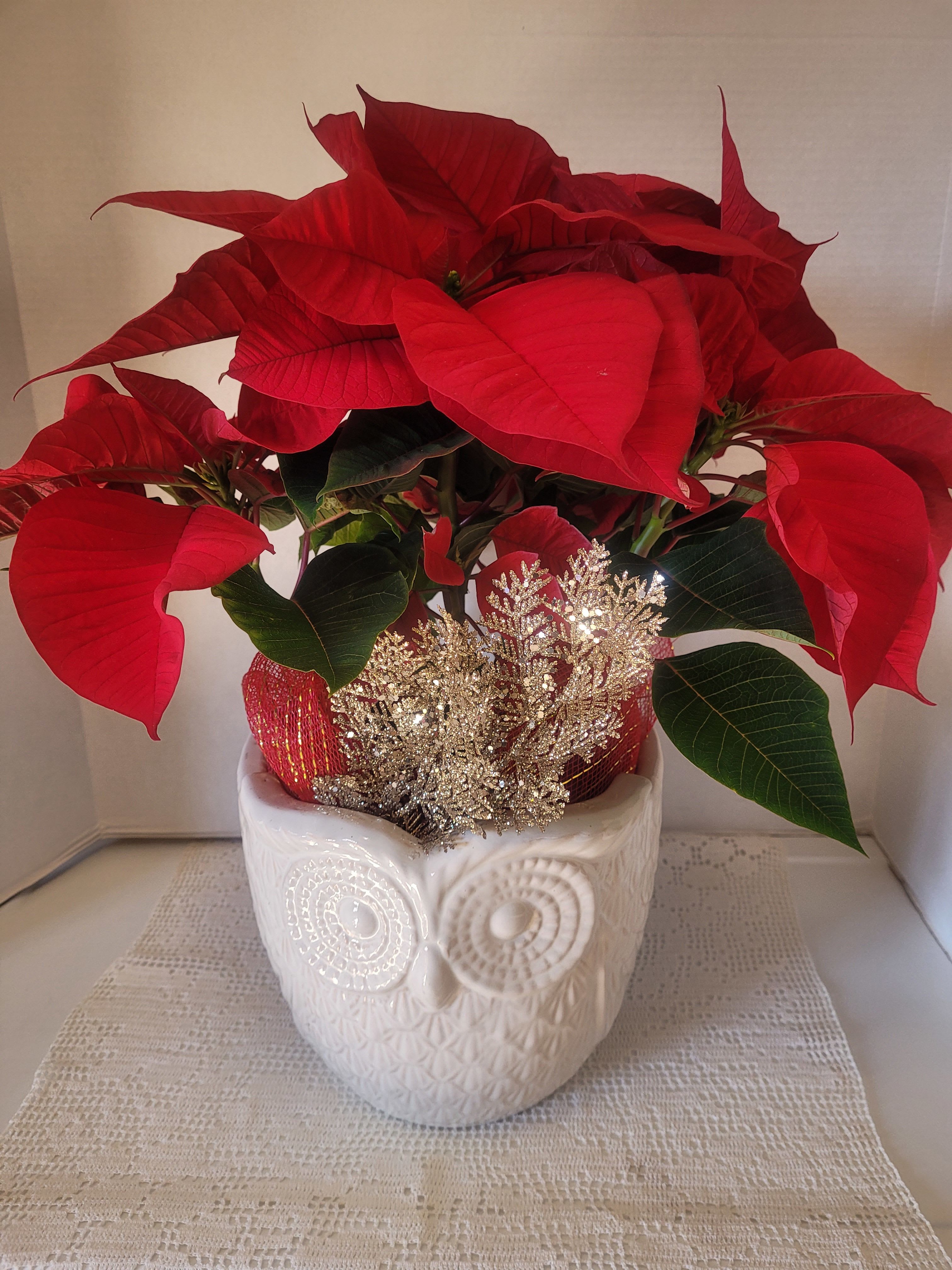 Winter Owl - Large red poinsettia featured in a beautiful white owl ceramic container. It is decorated with faux embellishments. An ideal gift for anyone or any occasion. However, it's the season.