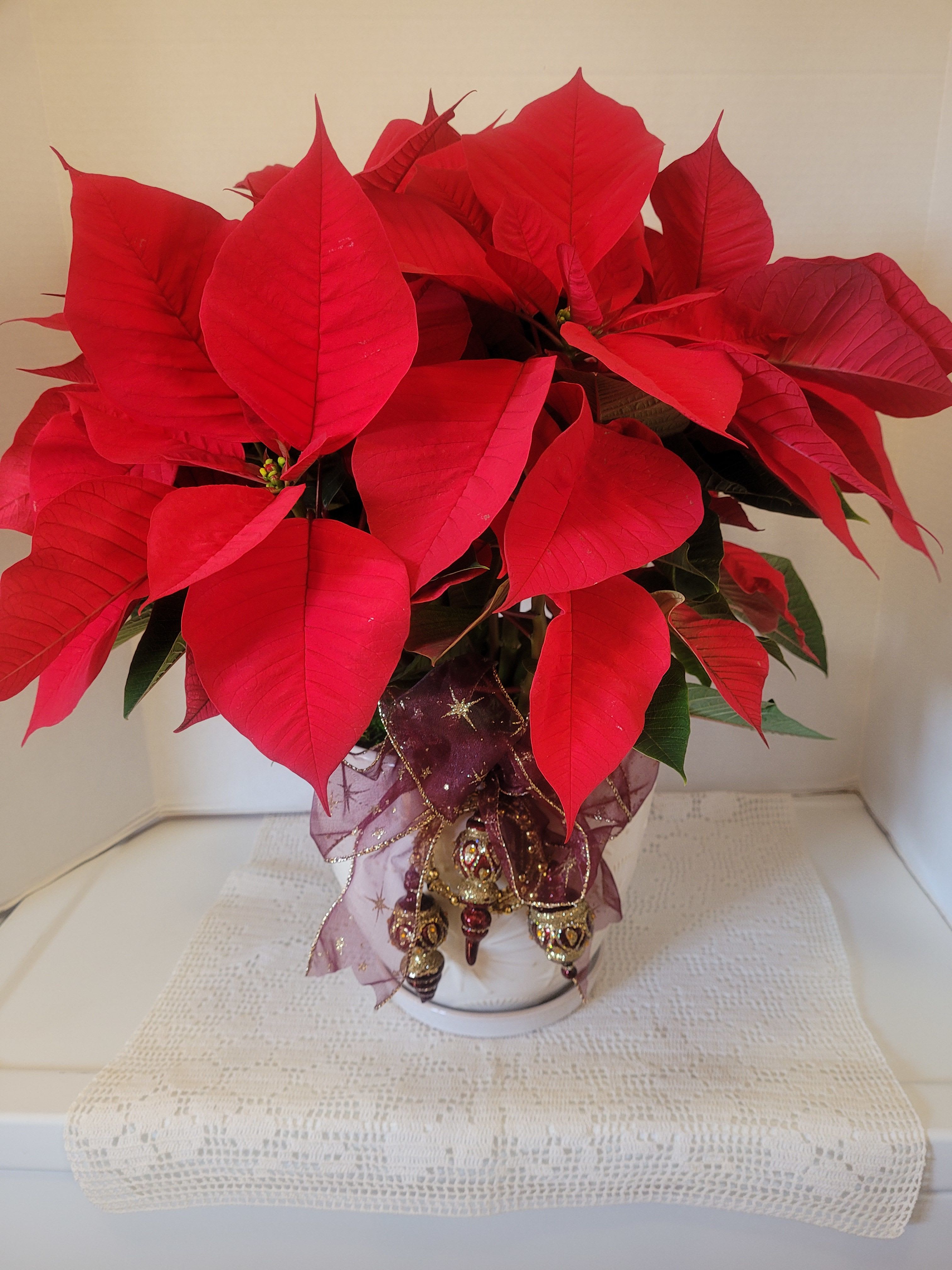Winter Starlite - A large red poinsettia featured in a white ceramic container which is embossed with stars. Ribbon and ornaments decorate tge front. Ideal for anyone or any occasion. However, it is the season.