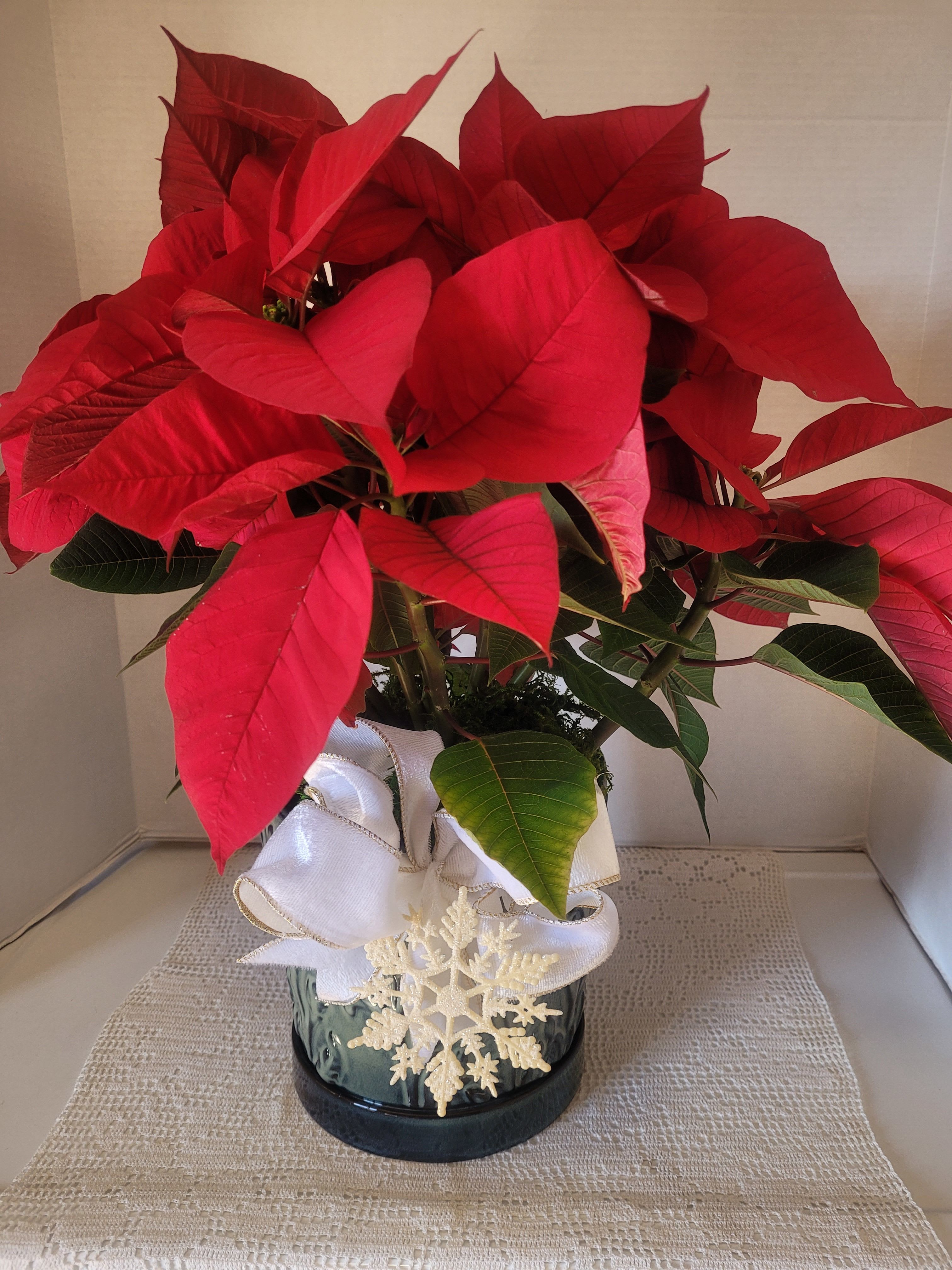 Winter Forest  - A large red poinsettia featured in a dark green botanical themed ceramic.  Ribbon and faux embellishments decorate the front. Ideal for anyone or any occasion. However, it is the season.