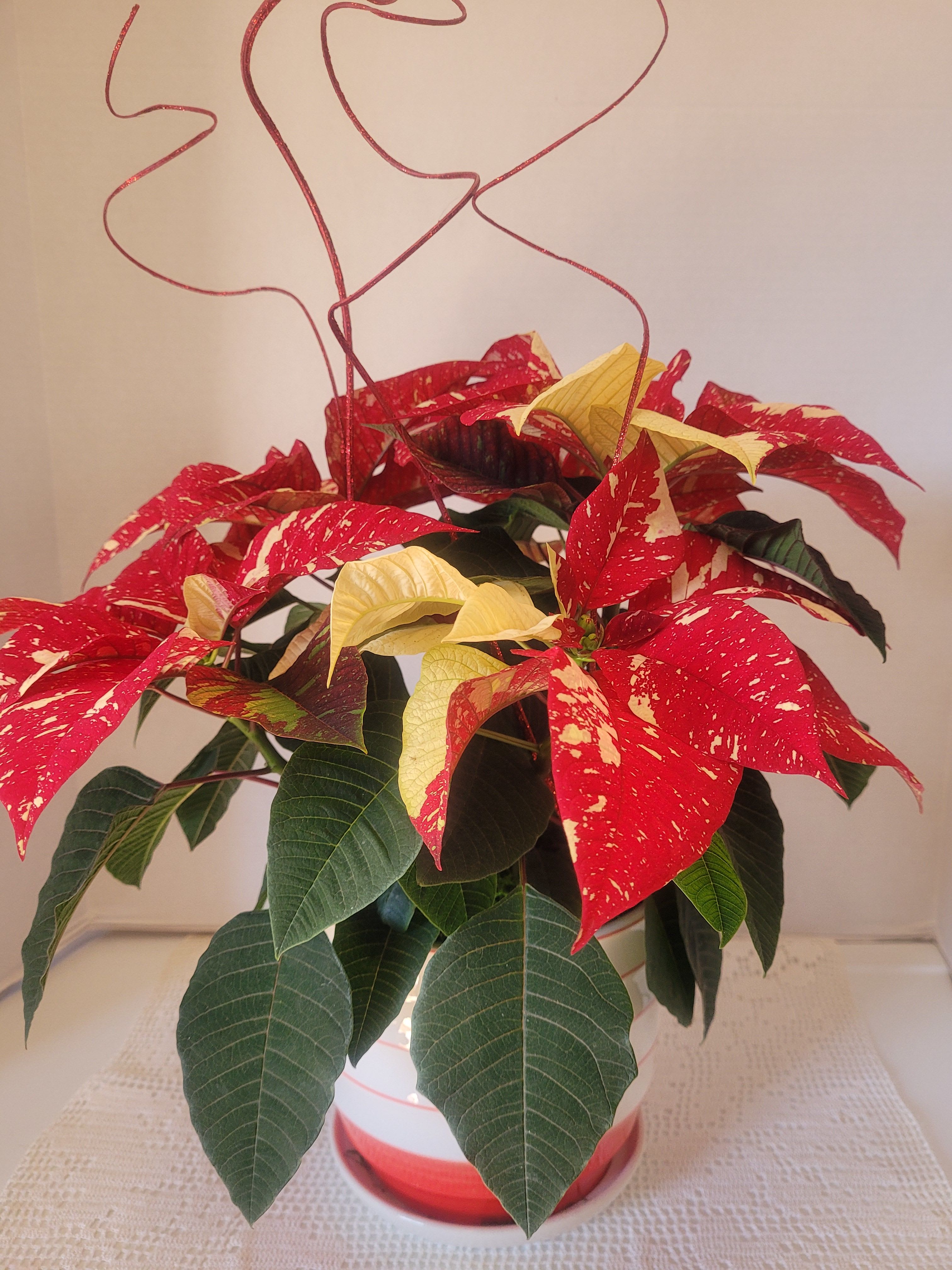 Speckled Red &amp; White - A unique poinsettia featured in a red and white ceramic container. Ideal for anyone or any occasion. However, it is the season.