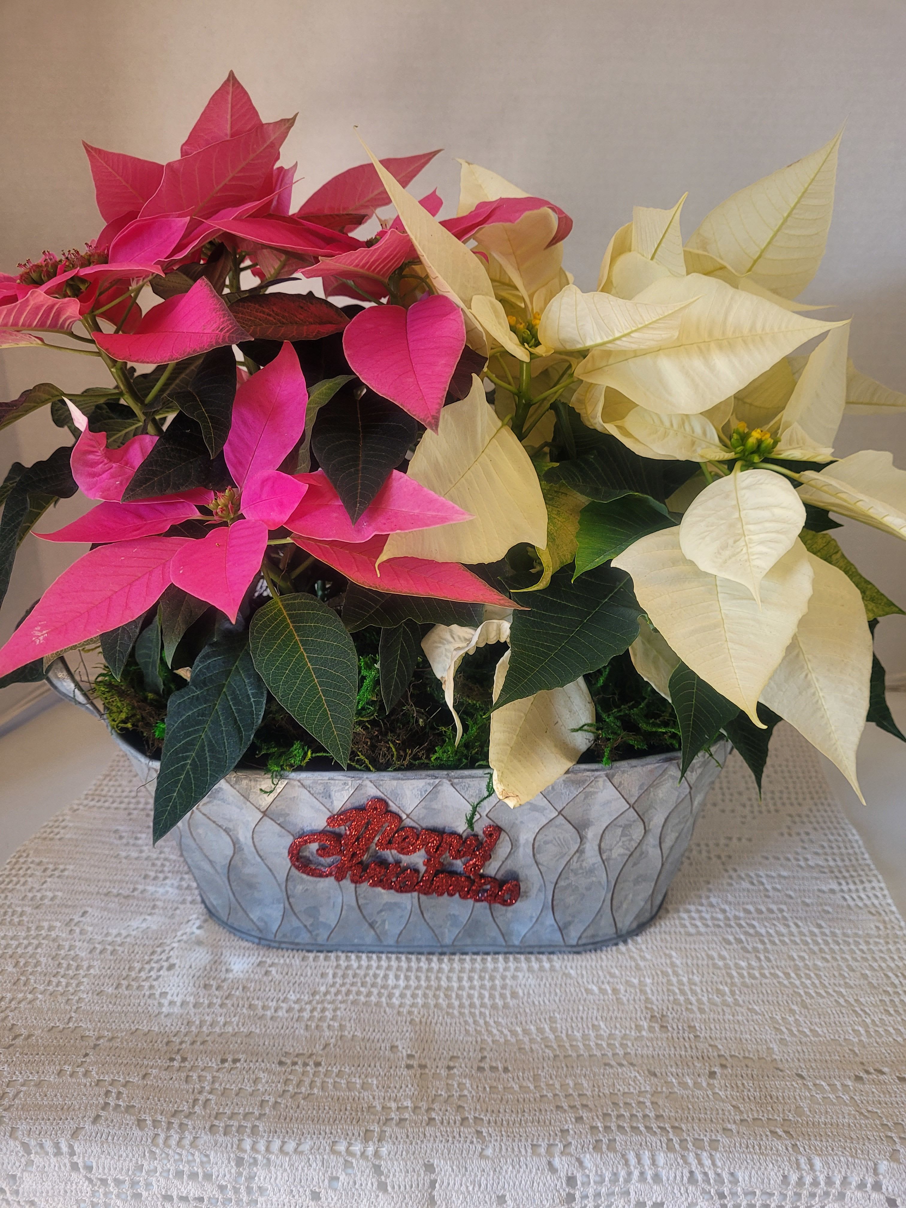 Merry Christmas Tin - A very festive combo of pink and white poinsettias. Add a splash of color and whimsy to your holiday table.