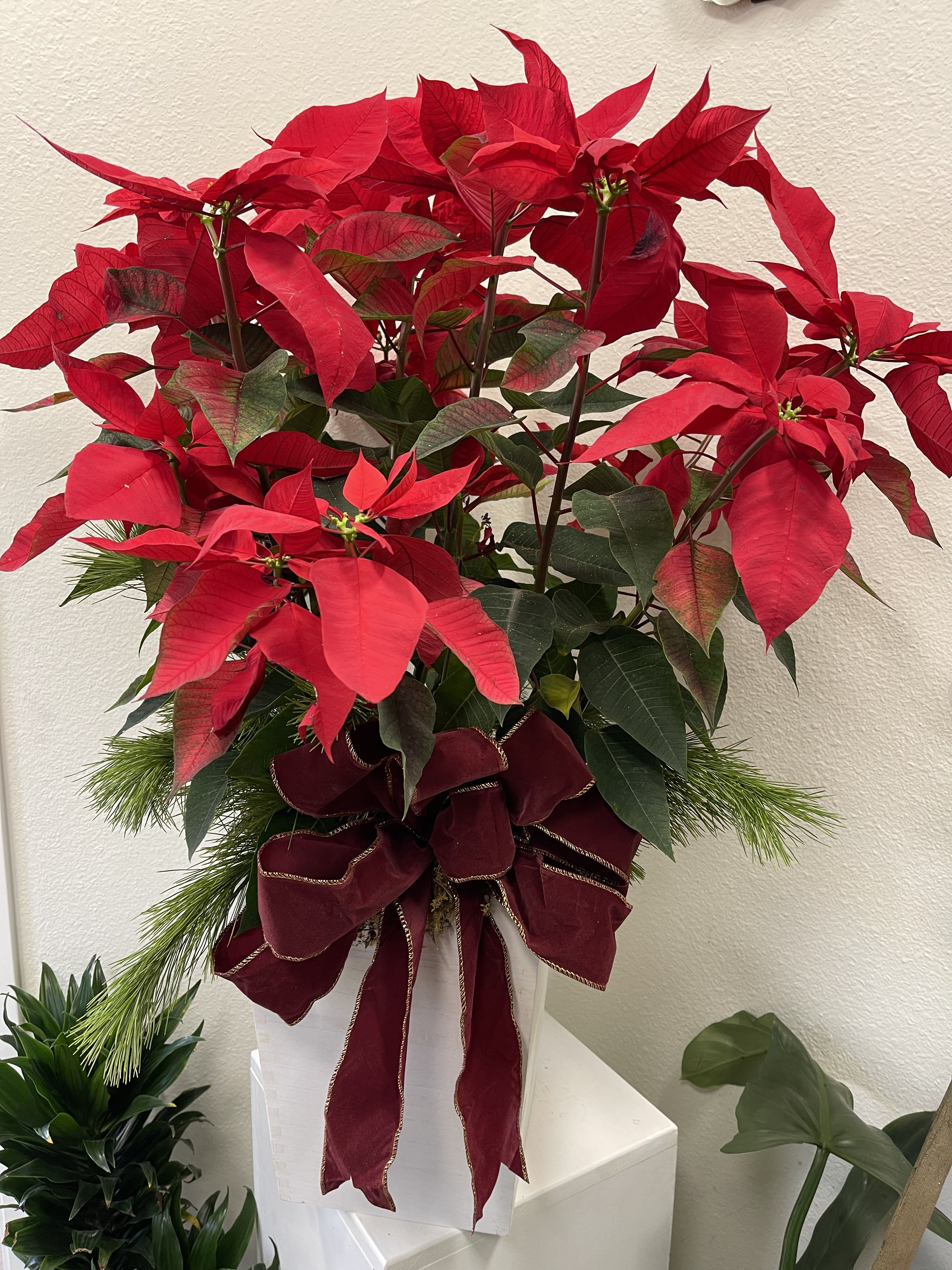 Holidays are Here! - Bring in some Holiday cheer with this great, large sized poinsettia. 