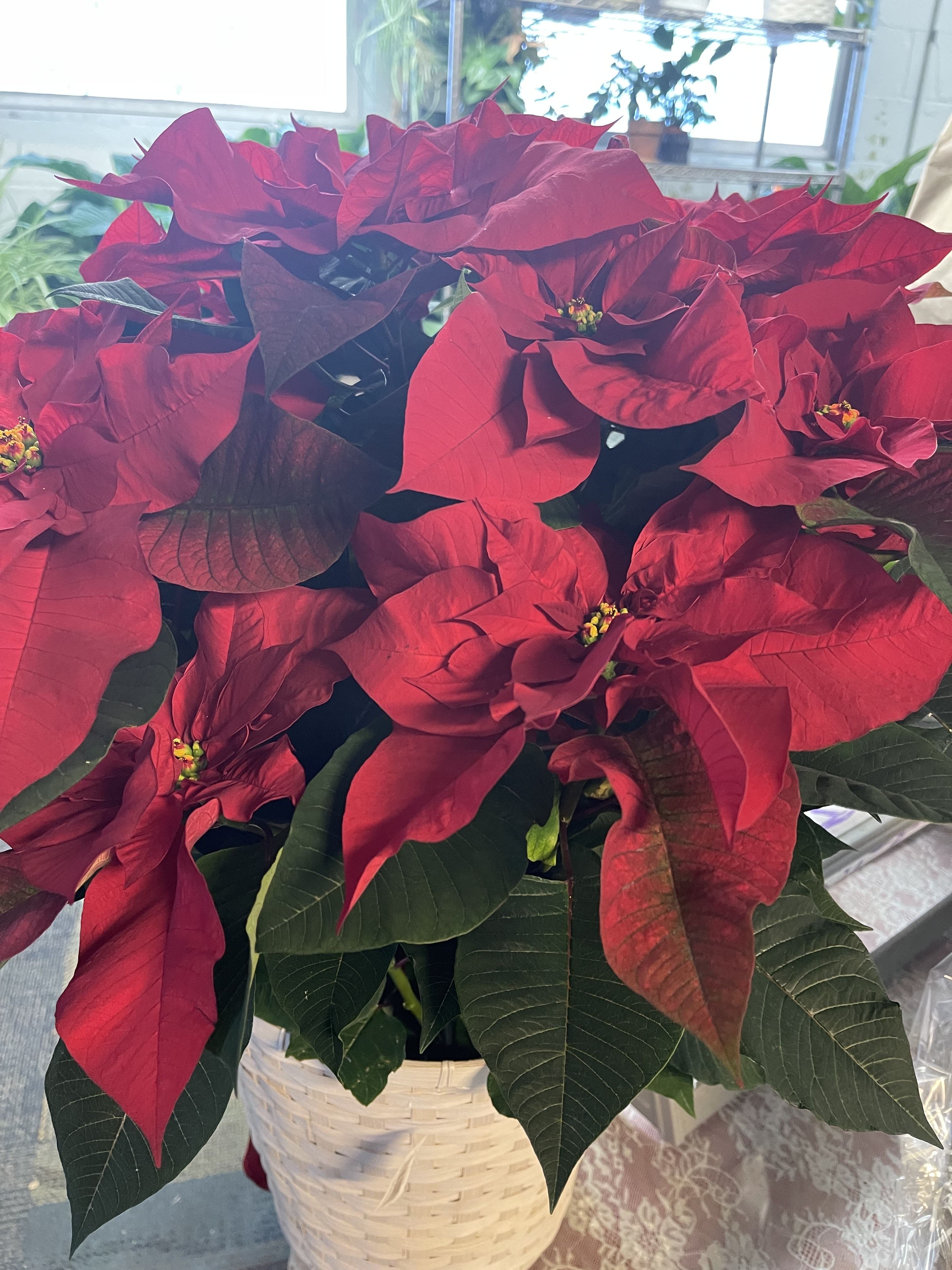 poinsettia - 10 inch red  plant