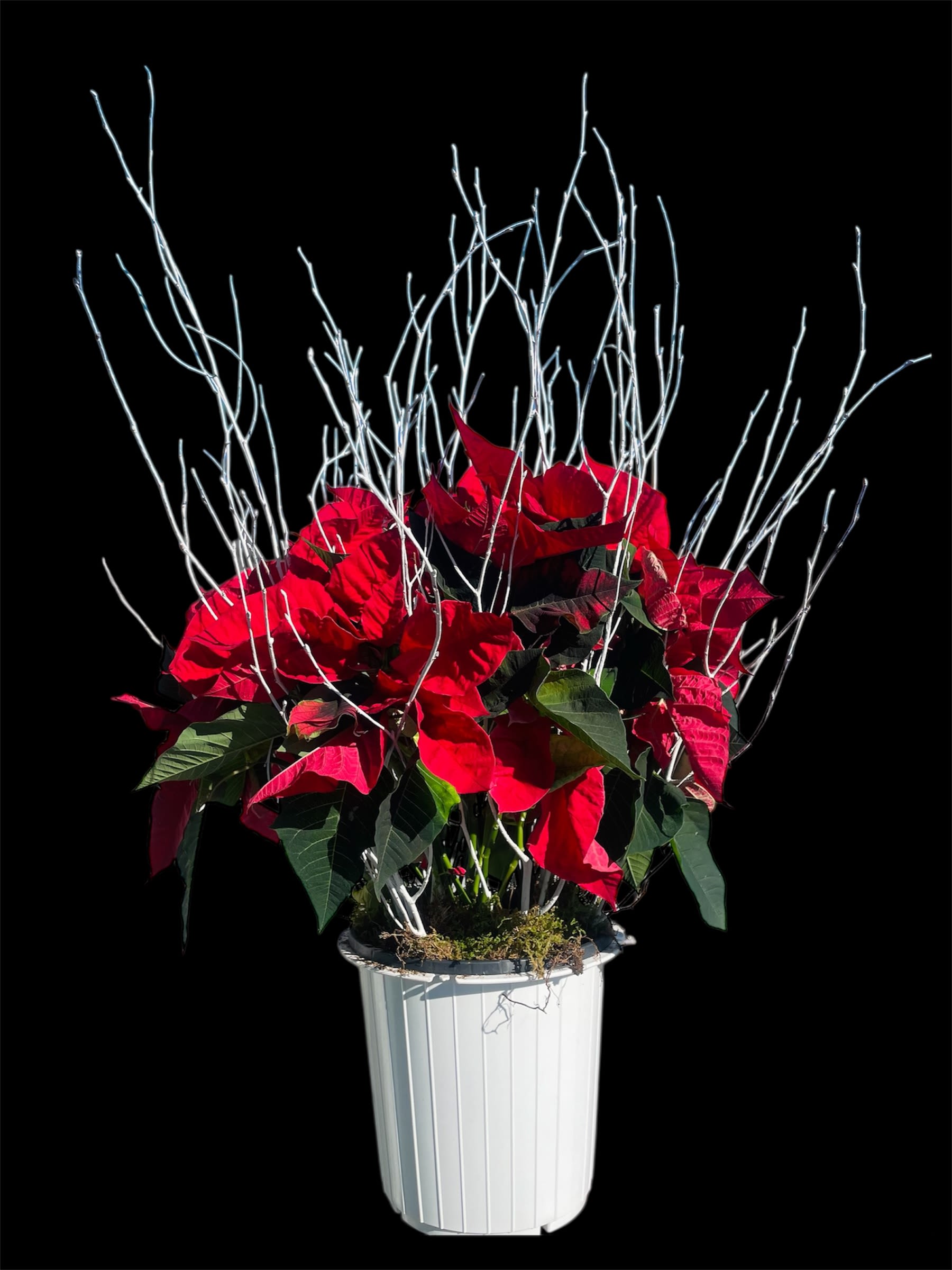 RADIANT POINSETTIA - A 6" vibrant Red poinsettia blooms with festive brilliance, nestled in a sleek white container. Delicate white branches surround and steady the arrangement, adding elegance and balance while enhancing its radiant holiday charm. 