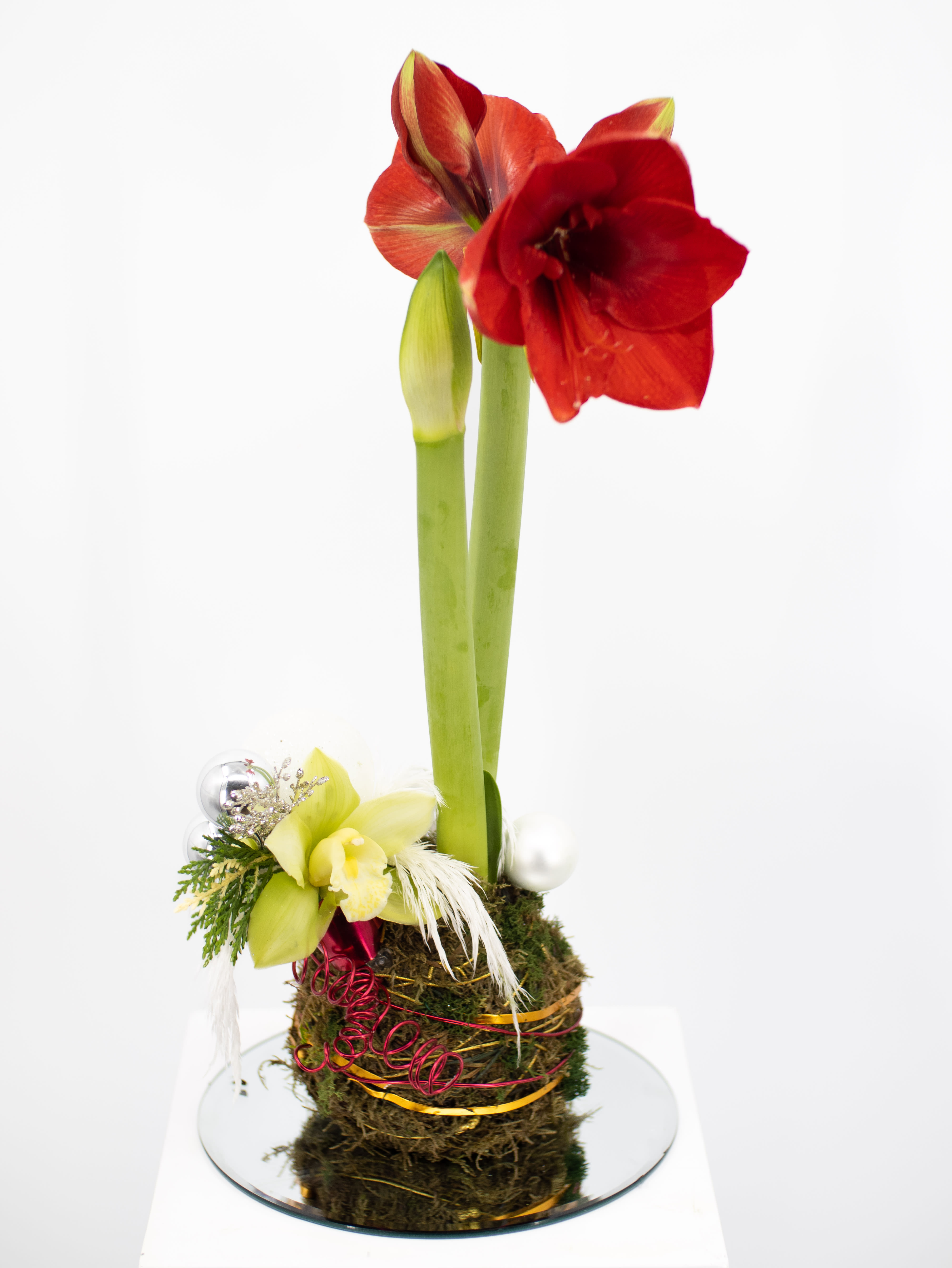 Maria - This stunning piece created in the Kokedama style is perfect for any gift needs this season. We would even say it is perfect for some self love as well. 