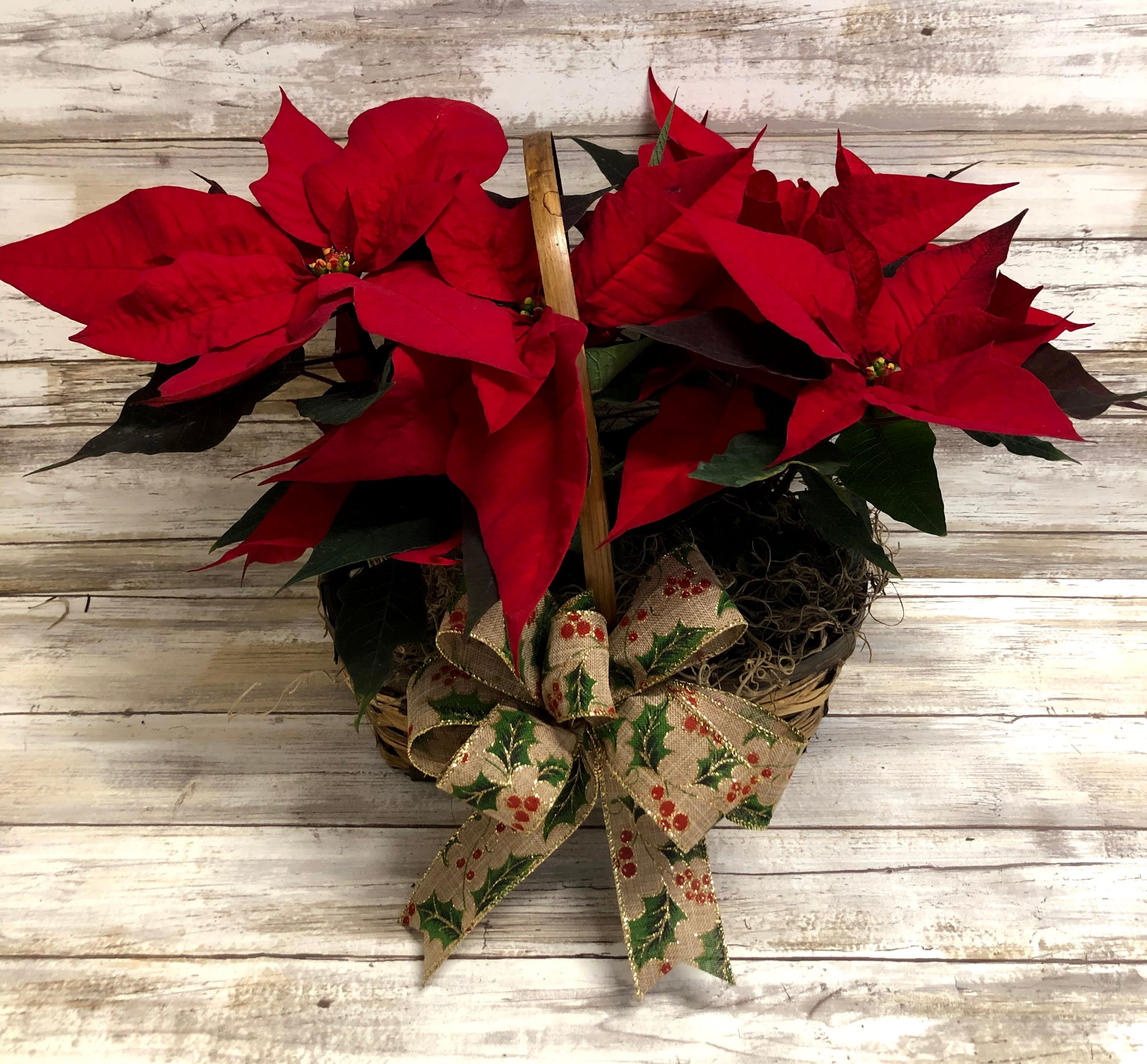 Double Potted Poinsettia - Brighten their holiday season with 2 beautiful red poinsettias potted in a wicker basket and dressed up with a pretty bow!  2 4&quot; poinsettias 12&quot; Tall 