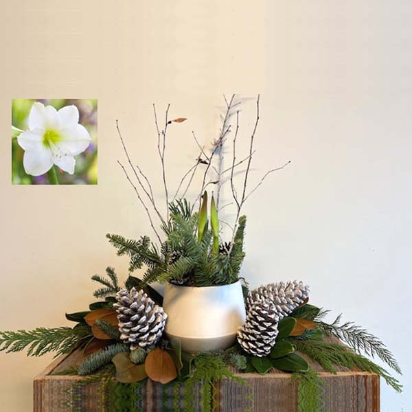 White Amaryllis in Ceramic Pot - Move over Poinsettias! The Amaryllis has become the new festive, fun must have flower for the holidays. Our high quality large bulbs come pre-planted and growing in an decorative ceramic pot adorned with winter greens, frosty twigs and pine cones.   It is so much fun to watch this amazing plant grow and bloom!  After the spectacular blooms, the plant will produce long lush green leaves and can then be planted outside for the summer once all danger of frost is past. With proper care, your amaryllis should re-bloom year after year.  PLEASE NOTE: Half the fun of the amaryllis is watching it grow, which it does fairly quickly, so for the most part this selection will not be in full bloom at time of delivery. Most Amaryllis come with at least 2 flower stalks.
