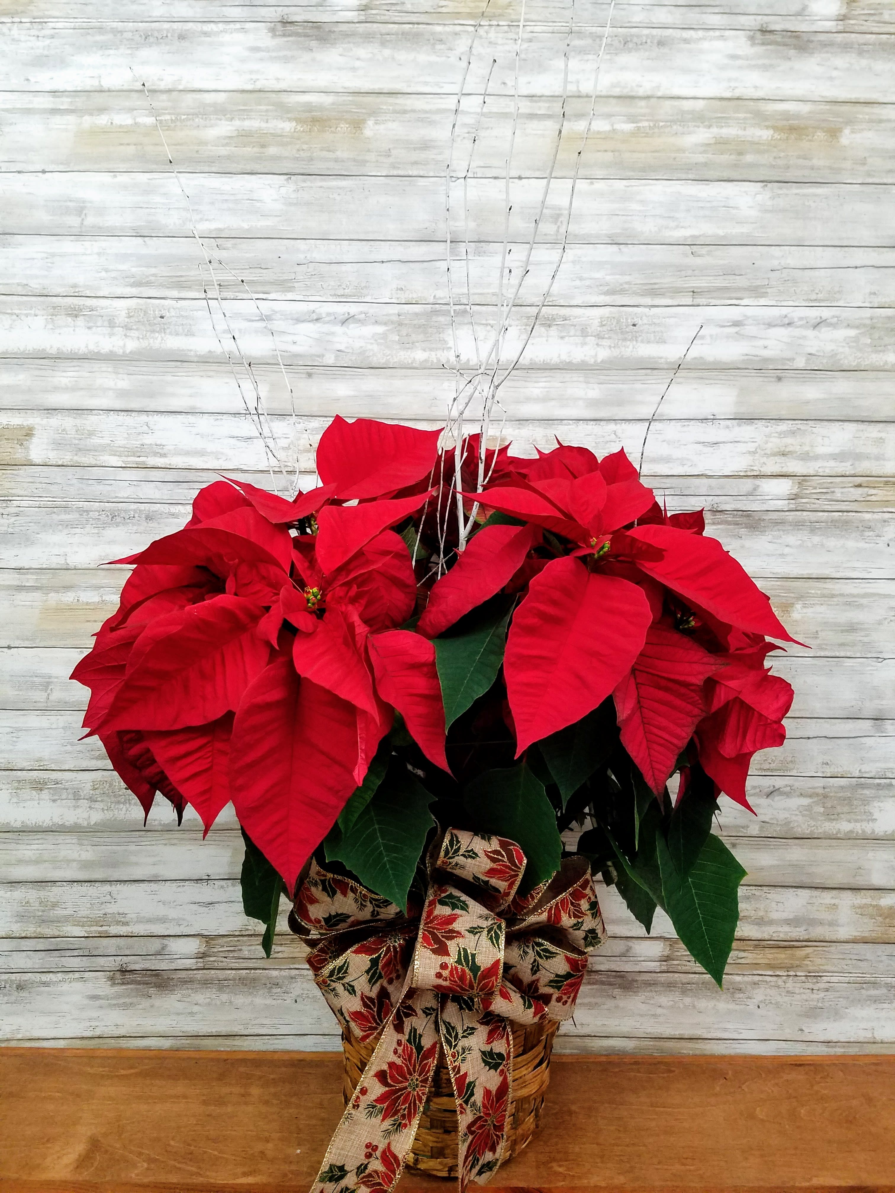 Potted Poinsettia-  - Nothing says Christmas like a potted poinsettia! A traditional Christmas decoration; send this  poinsettia plant as a holiday gift - or keep it for yourself! Color will vary based on availability.  36&quot; 
