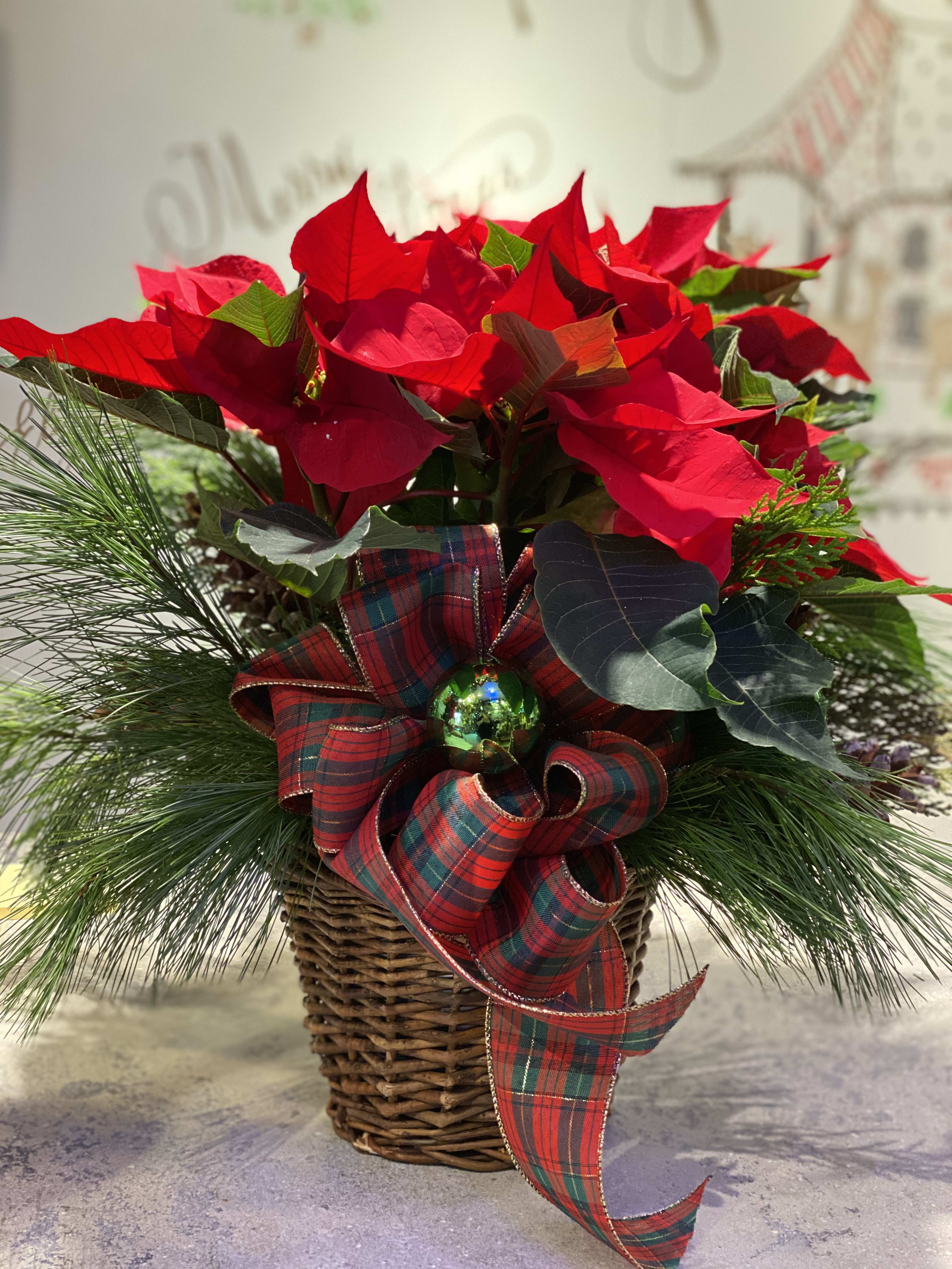 Red Poinsettia - A small 6&quot; beautiful red poinsettia dressed in a basket with festive bow