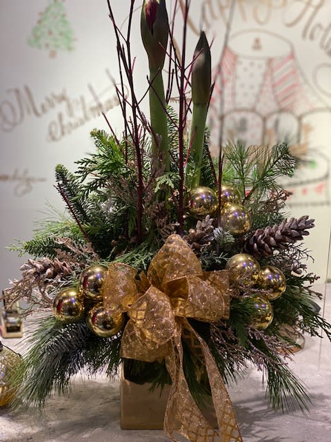 Gold Holiday Amaryllis - Beautiful Amaryllis plant displayed in a 6&quot; gold cube with winter greens and gold accents
