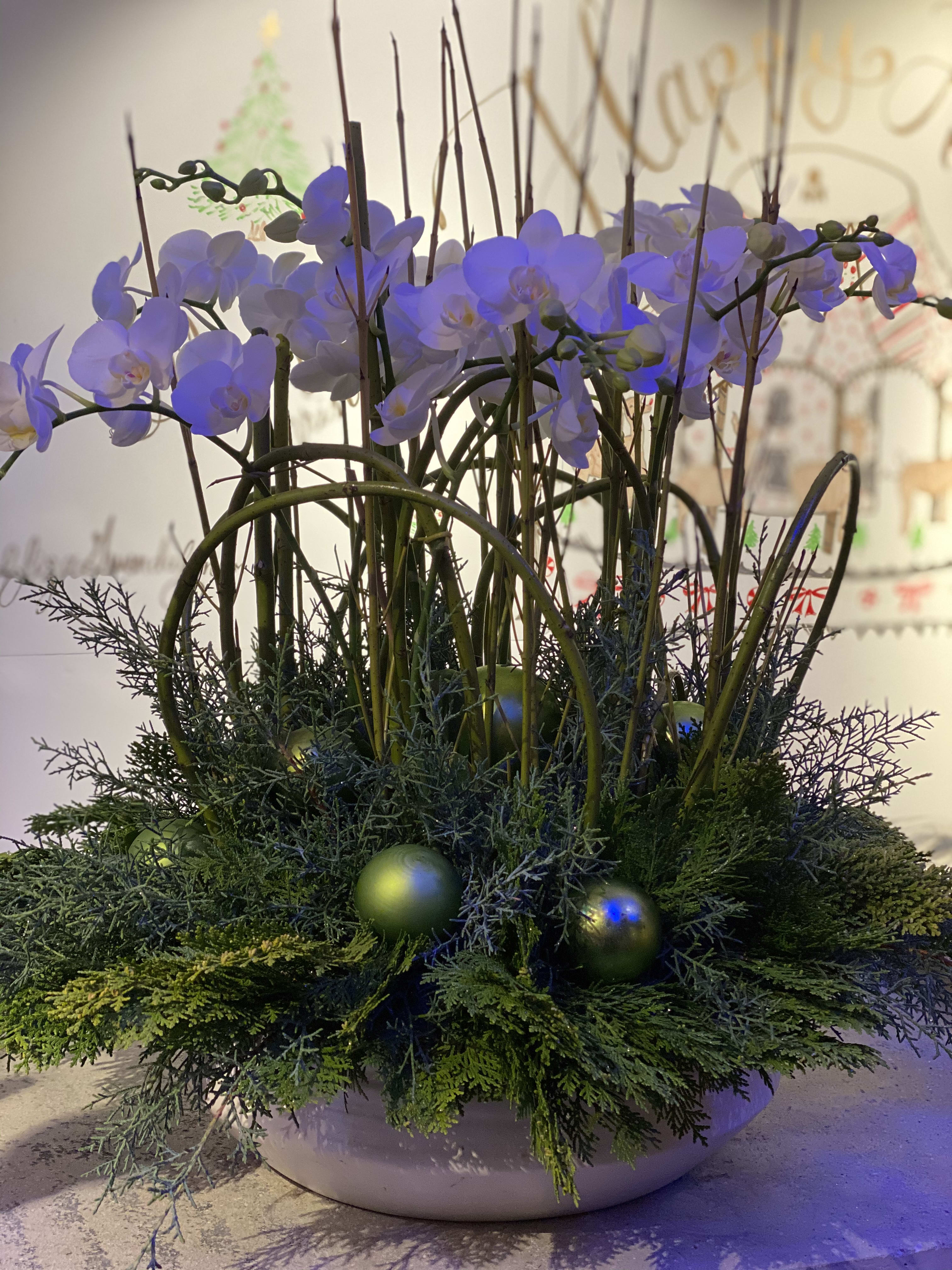 Holiday Orchids - Beautiful display of mini white orchids in a designer container, filled with accents of winter greens, branches, and other holiday elements. It is the perfect long lasting holiday gift! 
