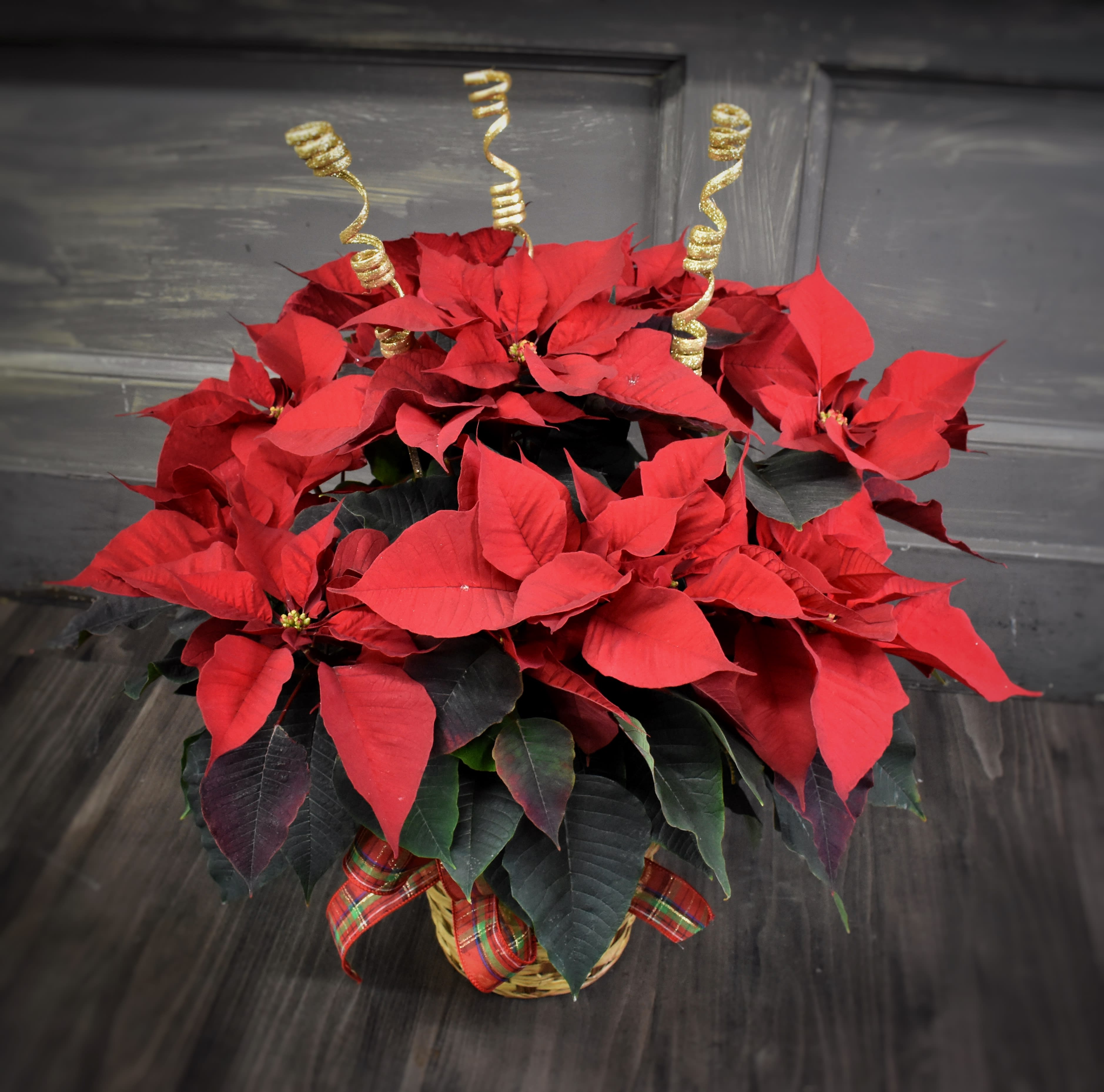 Large Poinsettia - These beautiful Poinsettia plants are delivered in a basket with a festive bow and glitter sticks. This is an 8.5&quot; point size and would be perfect for a floor or table decoration. Approximately 20&quot;h x 20&quot;w Available in red white or pink