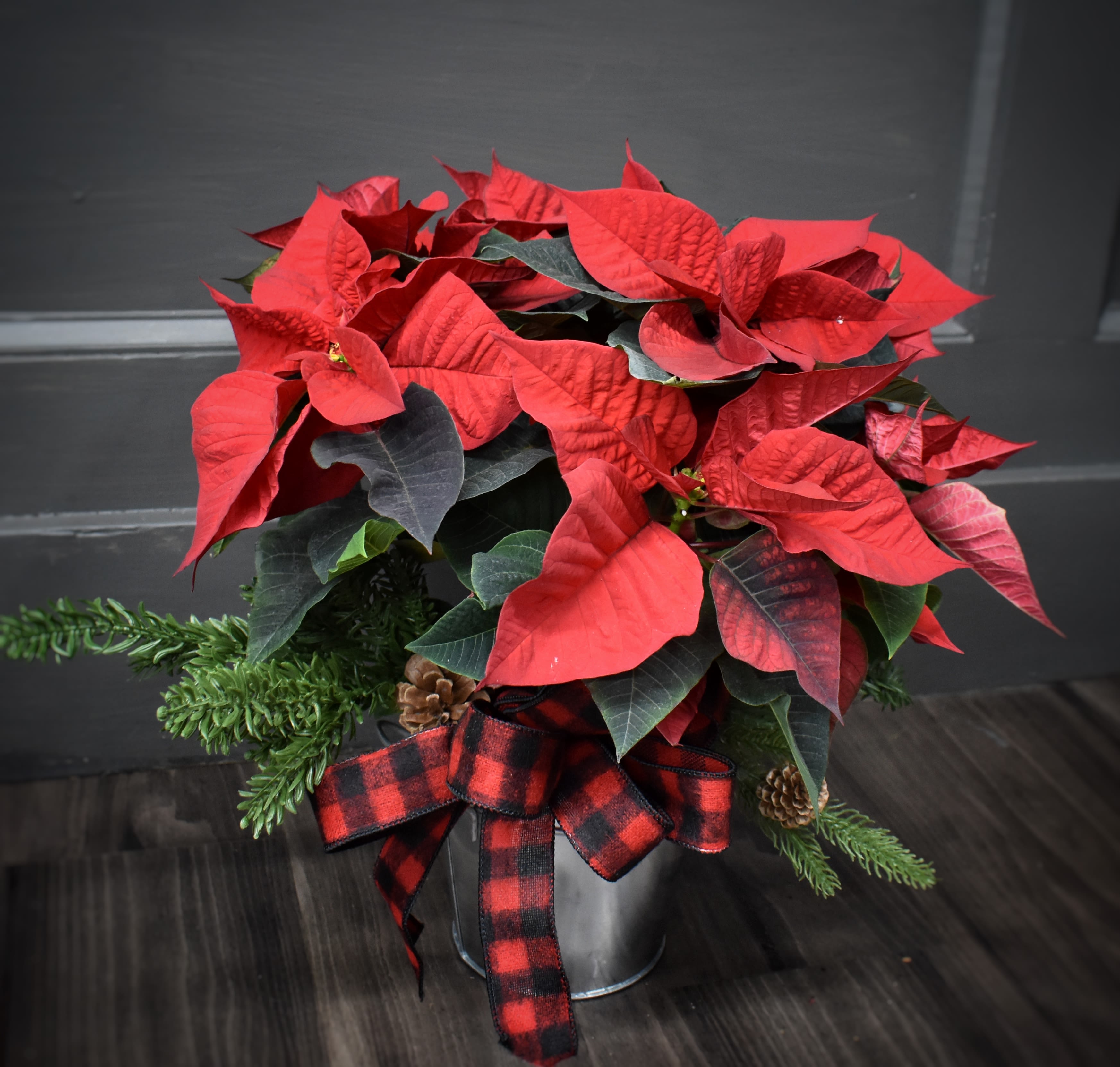 Poinsettia in Plaid - A lovely red poinsettia plant in a silver tin pot cover, with a buffalo plaid bow and silk pine to enhance it.