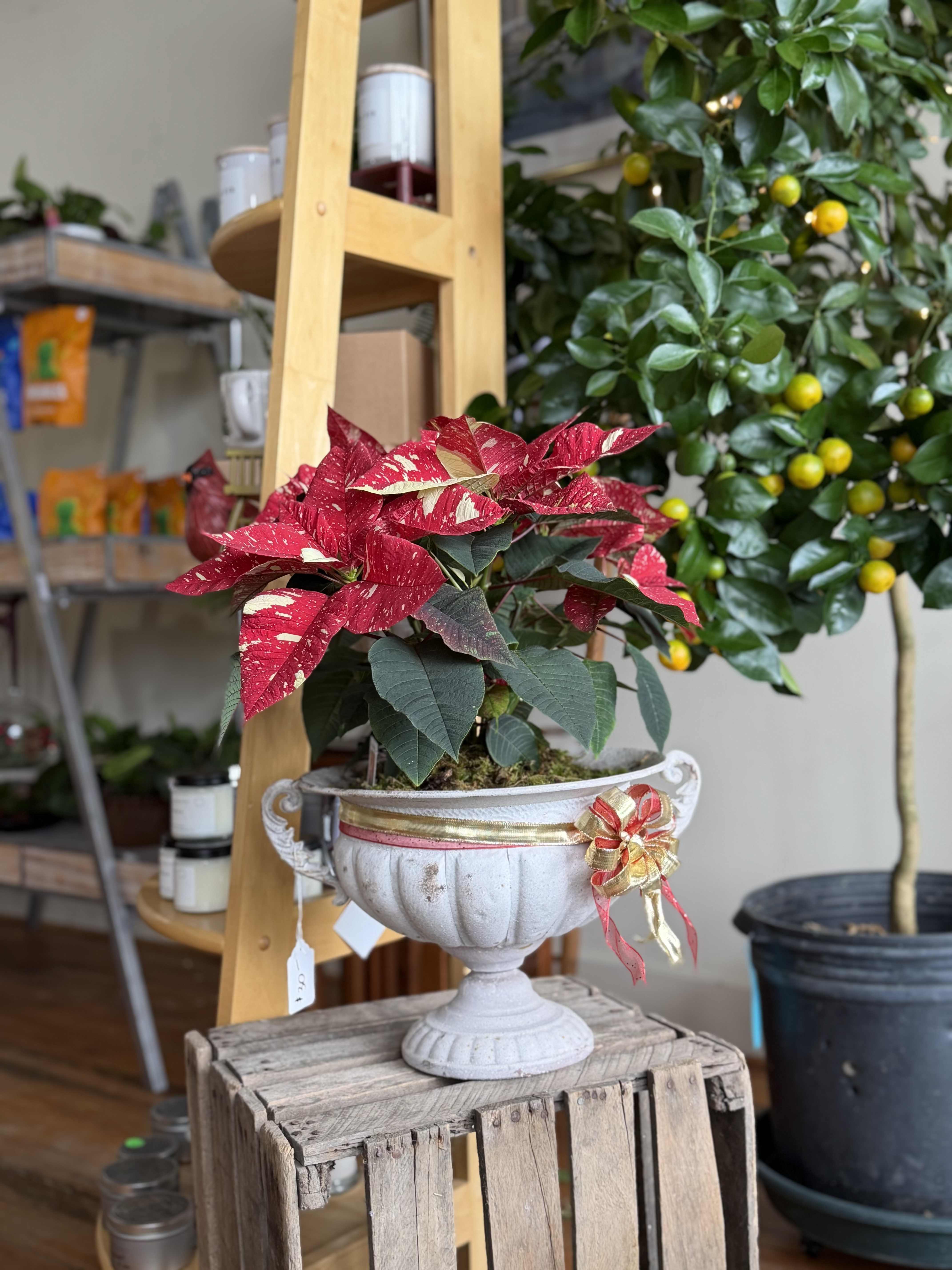 Poinsettia in White Urn - Pickup a 6.5" Poinsettia in a vintage white urn, bow customizable!