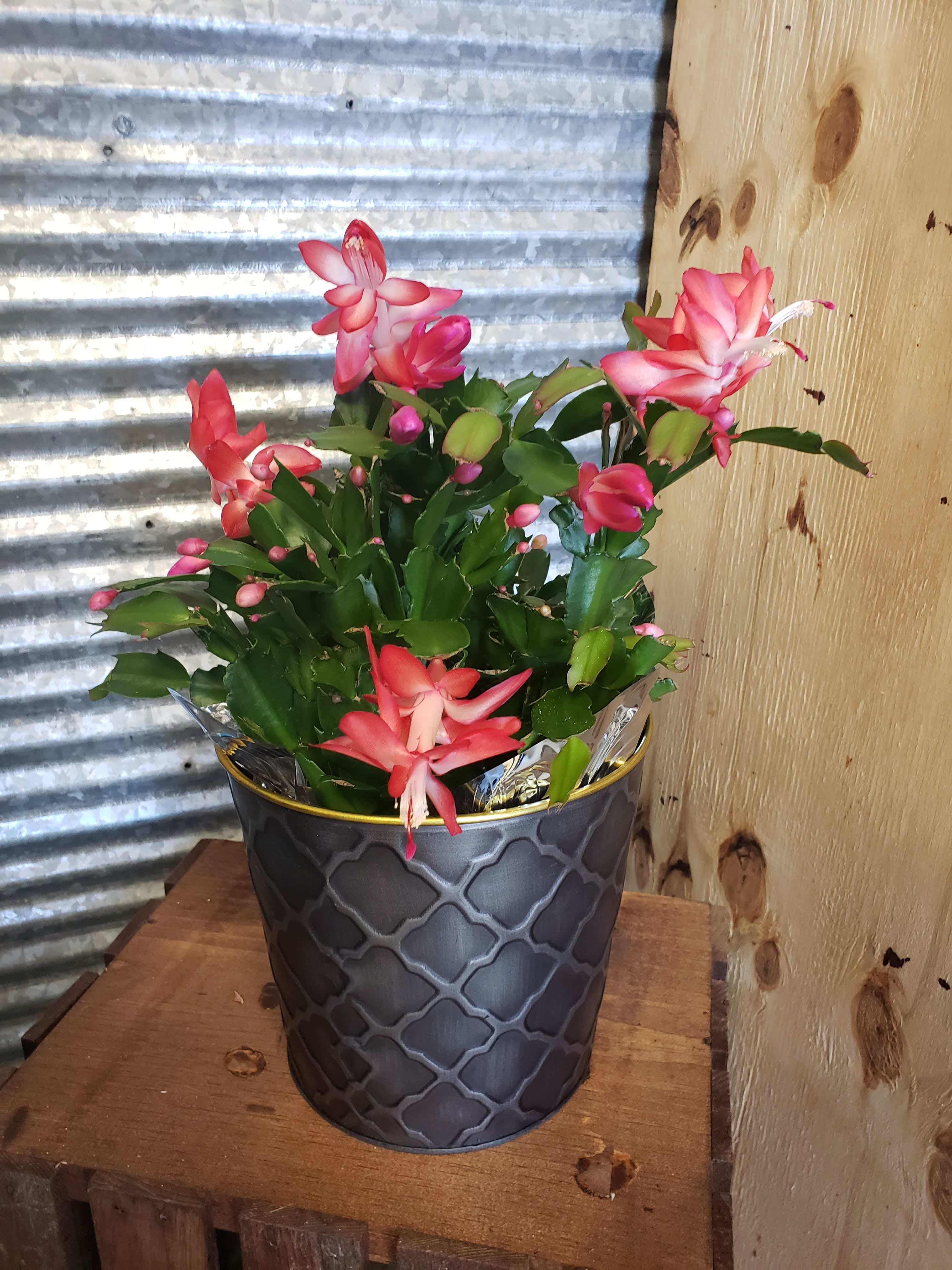Christmas Cactus  - Give your friends and family a gift that will be enjoyed for years, season after season. This delightful Zygocactus, with decorative container  ***Not available until 11/28***