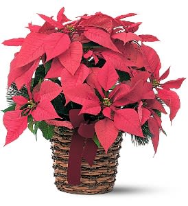 Poinsettia Basket - To add holiday cheer to an end table or kitchen counter, this beautiful 6" red poinsettia is the perfect choice.  One 6" red poinsettia arrives in a wicker basket decorated with a burgundy-colored velvet bow.  Approximately 17" W x 16-1/2" H  As Shown : TF103-3