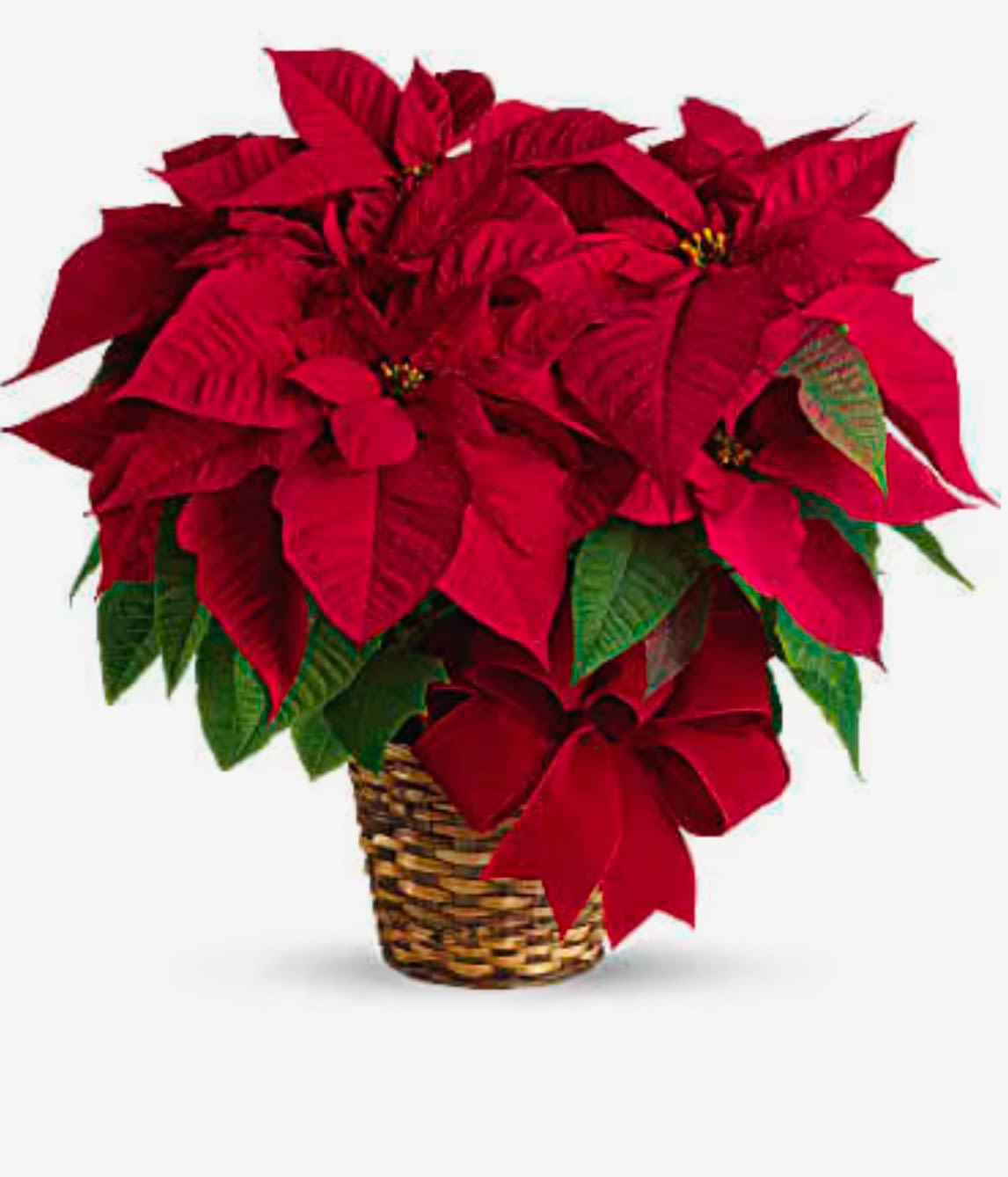Red Poinsettia Plant - A tried-and-true holiday favorite, our poinsettia plant brings the beauty of the season to life with its vibrant red blooms and rich green leaves.