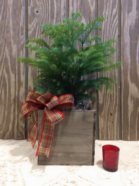 Medium Norfolk Island Pine - This delicate and soft indoor pine will make anyone smile. Designed in a woodland planter box