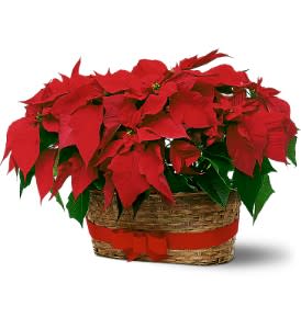 Double Poinsettia Basket - Double your decorative spirit by giving not one, but two red poinsettias in a festive basket.  Two poinsettias planted in 6" pots arrive in a basket tied with a red velvet ribbon.  Approximately 20" W x 14" H  As Shown : TF84-2