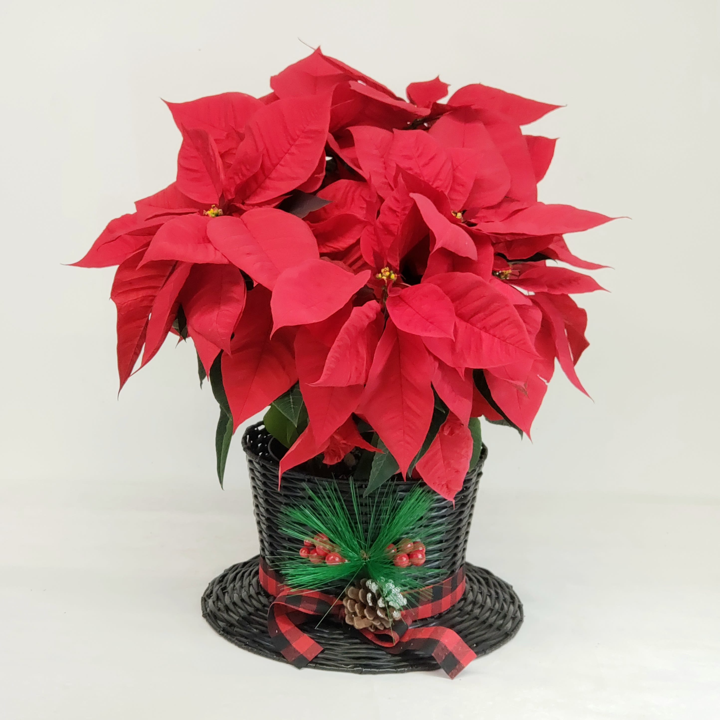 Top Hat Poinsettia - Decorative and fun! Beautiful, full, 3 plant poinsettia in a large top hat. 