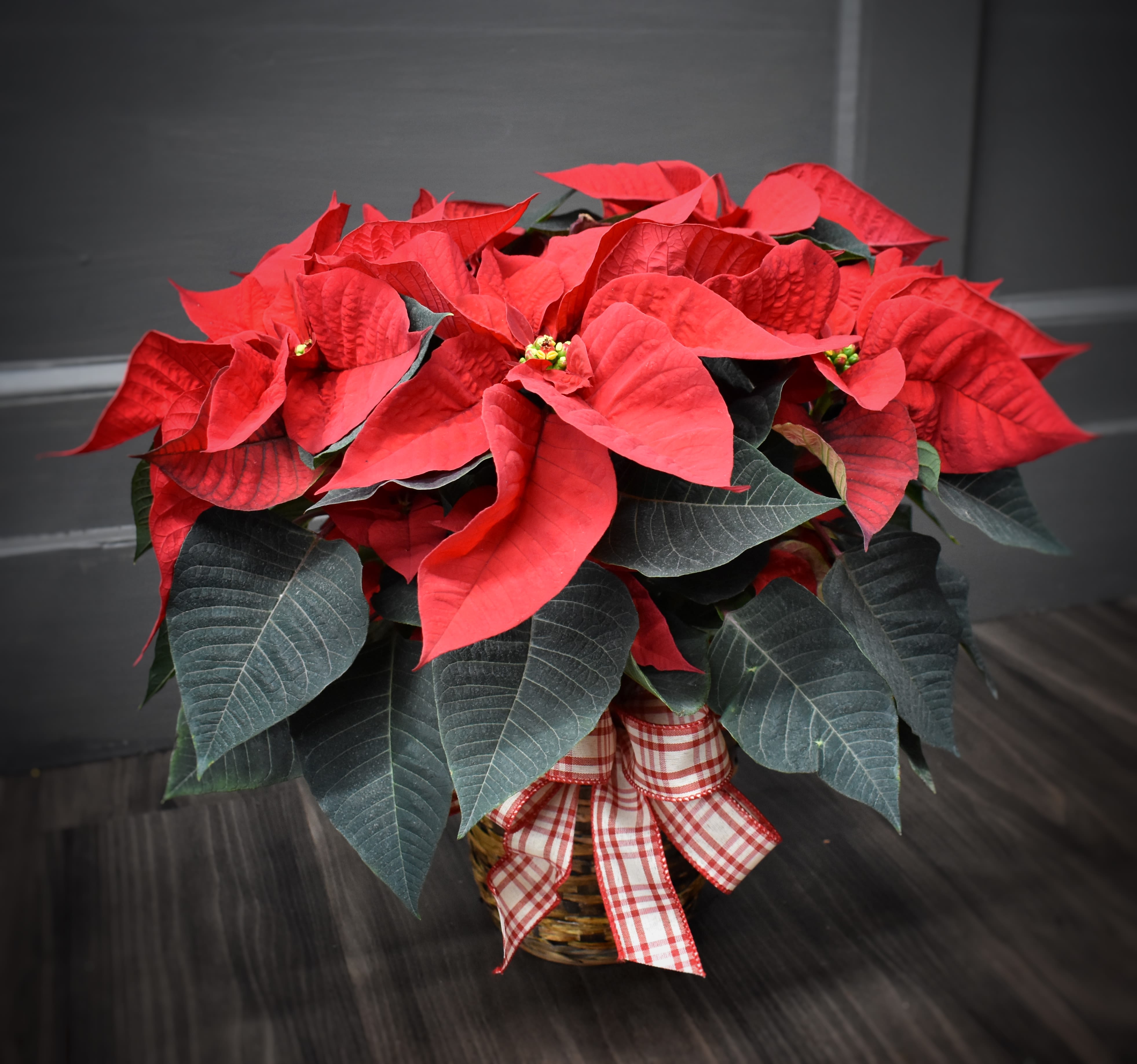 Traditional Poinsettia - A unique, Minnesota grown poinsettia that come in either red, white or  pink .  It comes with a bow and basket as enhancements. Perfect size for a coffee table!