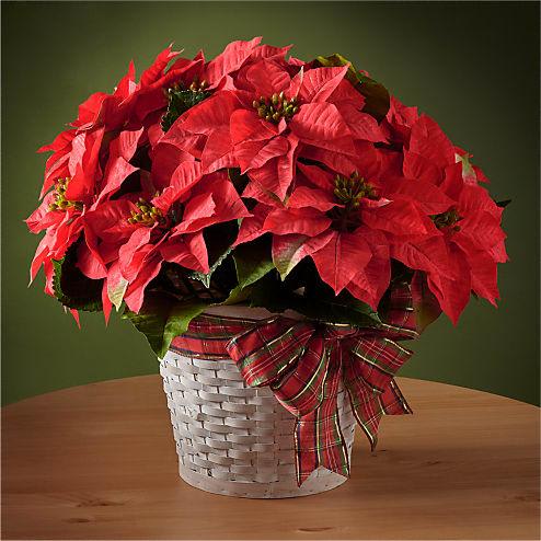 Happiest Holidays Poinsettia - Poinsettias make any home feel ready for the holidays with their classic, bold red flowers and green leaves. Each plant comes tied with a festive ribbon.