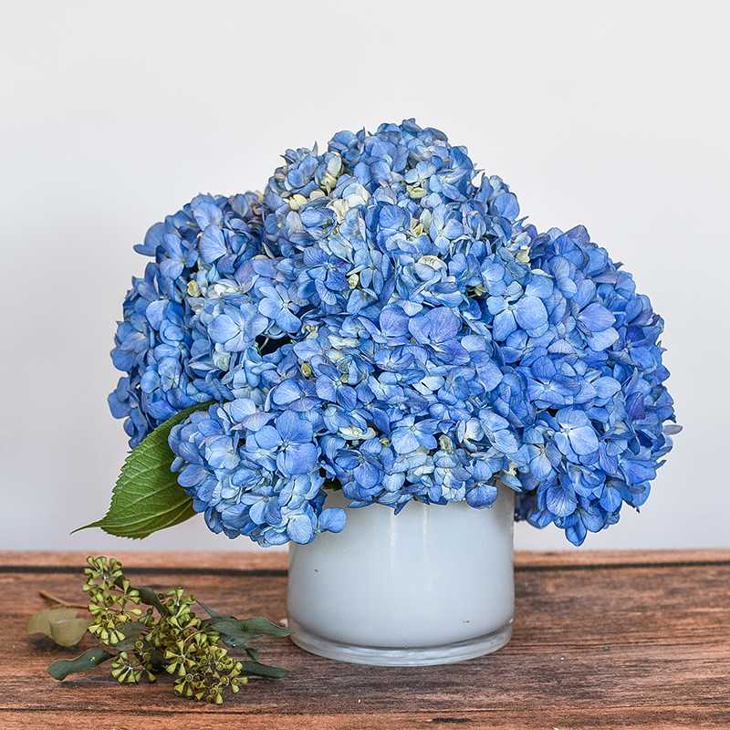 Blues - Simple and elegant, monotone hydrangea.