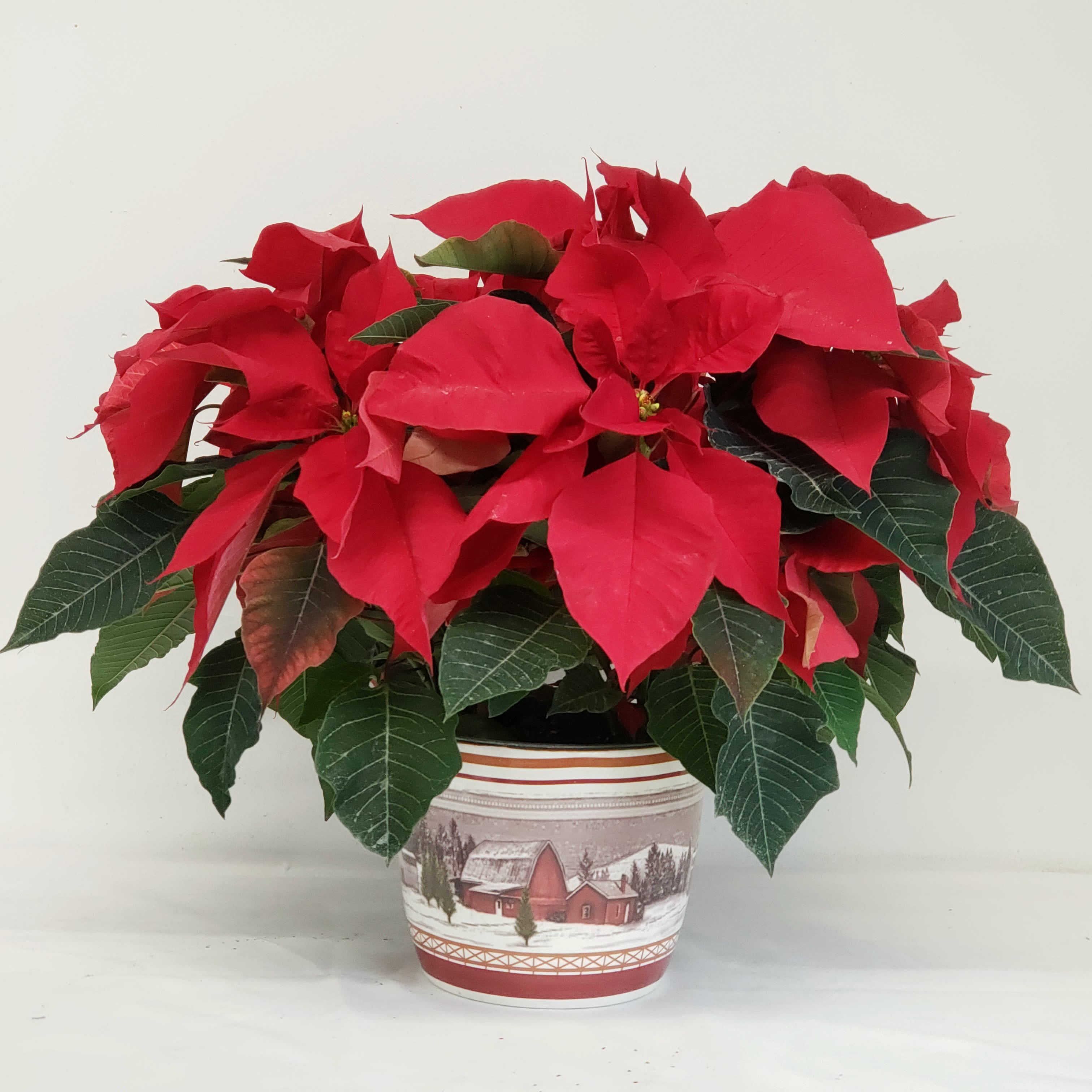 Country Home Poinsettia - Kansas grown poinsettia set in a beautiful 7.5" diameter country scene ceramic. 