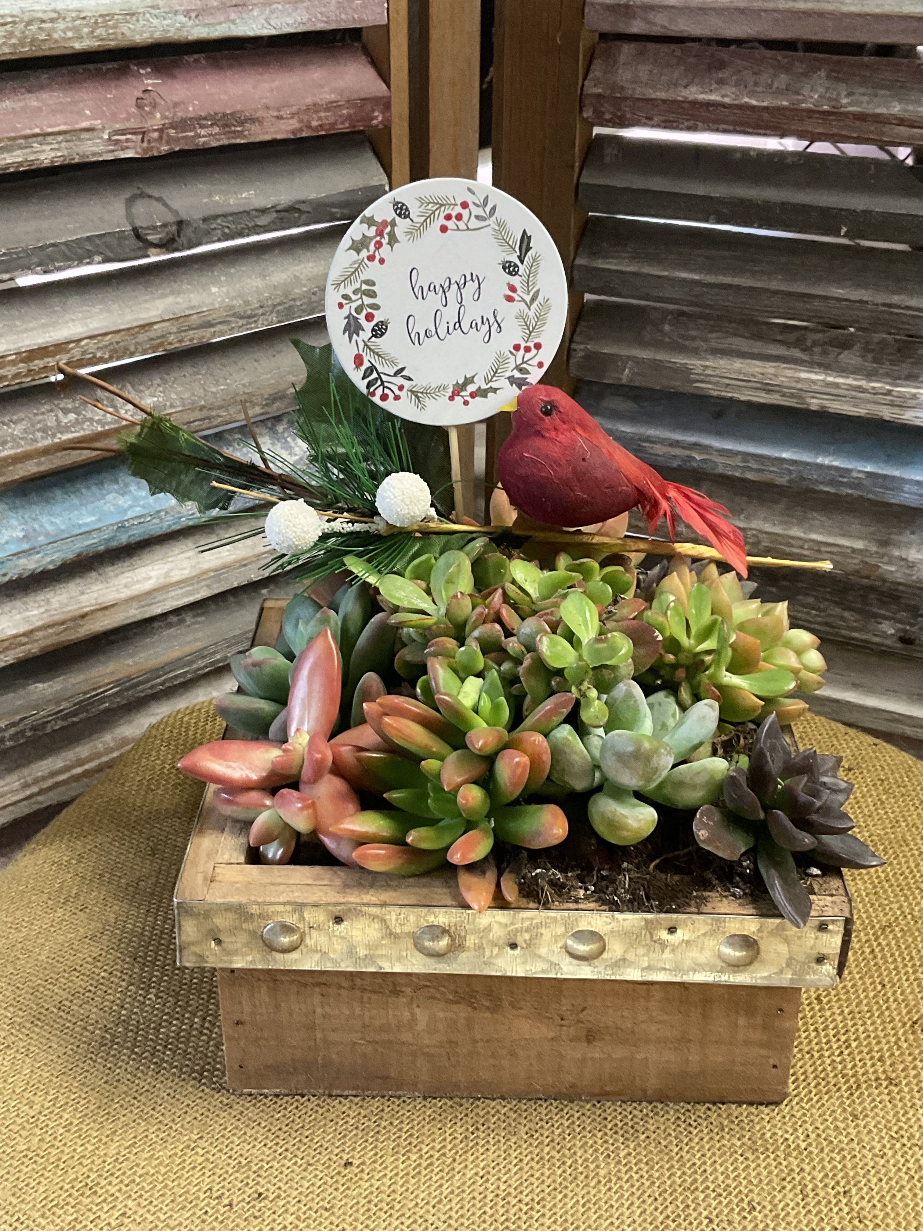 Happy Holidays Succulent Box - Gift for Christmas time