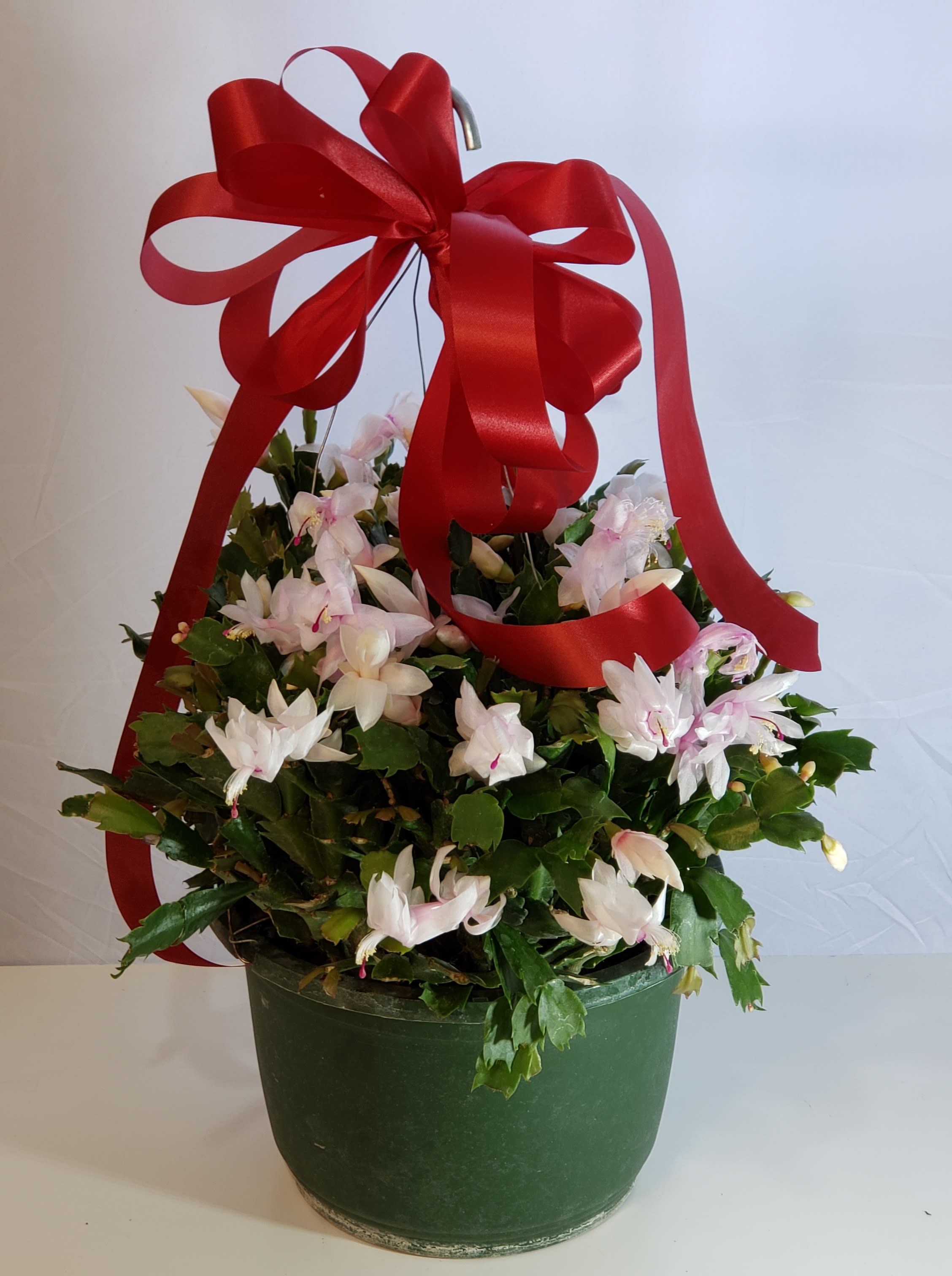 Christmas Cactus Basket - Full blooms and full of buds, the joy will keep on going for a long time. Grown in 8 in. basket.
