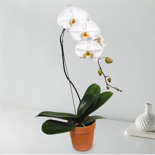 Cascading Orchid - Beauty and style are what you can expect from our Cascading Orchid. The classic yet timeless White Orchid is a lovely gift for any occasion. Color depends on availability in studio, either white or lavender.   Please Note: The pot color may vary based on availability at your local florist. Details Care Tips: Orchids prefer bright indirect sunlight, so find a space near a south or east facing window if possible. This plant does best when the soil is evenly moist and watered when dry to the touch, about once a week Pot color may vary. 