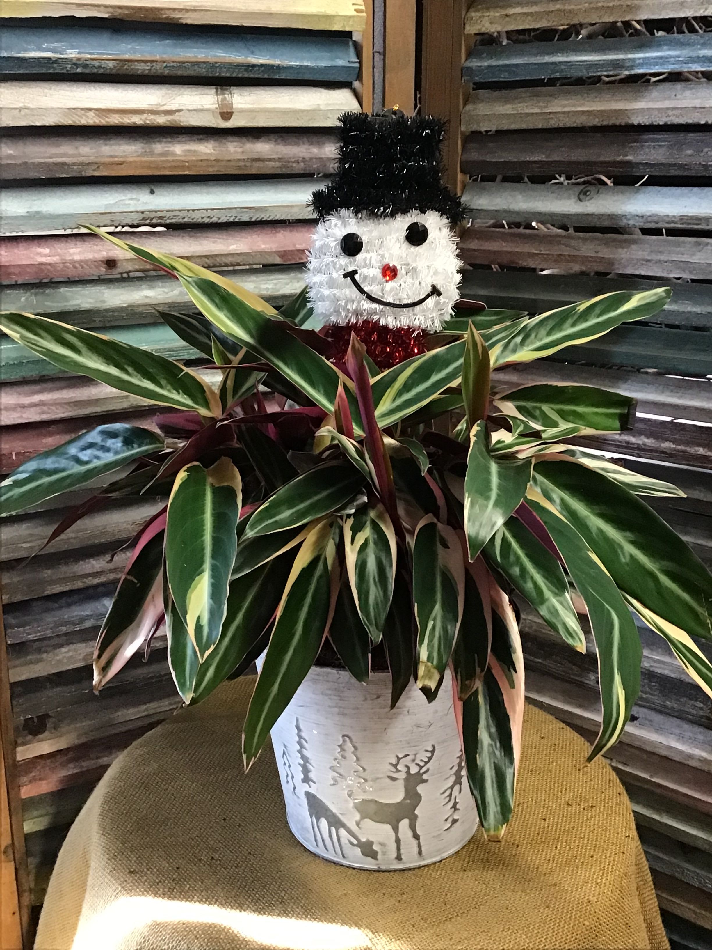 Aralia and the snowman - Gift for Christmas time