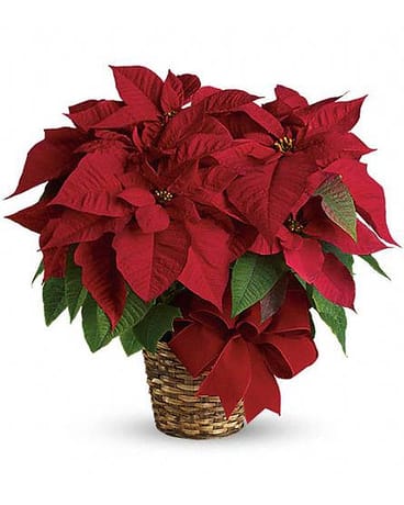 8&quot; Poinsettia Plant - 8&quot; Red Poinsettia Plant in a Basket Bring classic holiday beauty into your home with our 8&quot; red Poinsettia in a charming basket. Bright, bold, and instantly festive, this traditional Christmas plant is perfect for decorating your home, office, or as a thoughtful holiday gift. Its vibrant red foliage adds warmth and seasonal cheer to any space, making it a timeless holiday favorite.  Ideal for Christmas décor, seasonal centerpieces, or gifting to loved ones.  FCF-T122-1A