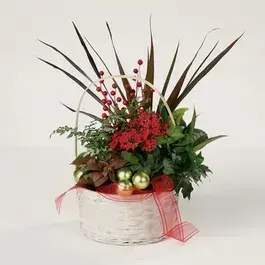 Holiday Dish Garden - A beautiful holiday basket for the holidays all dressed up,