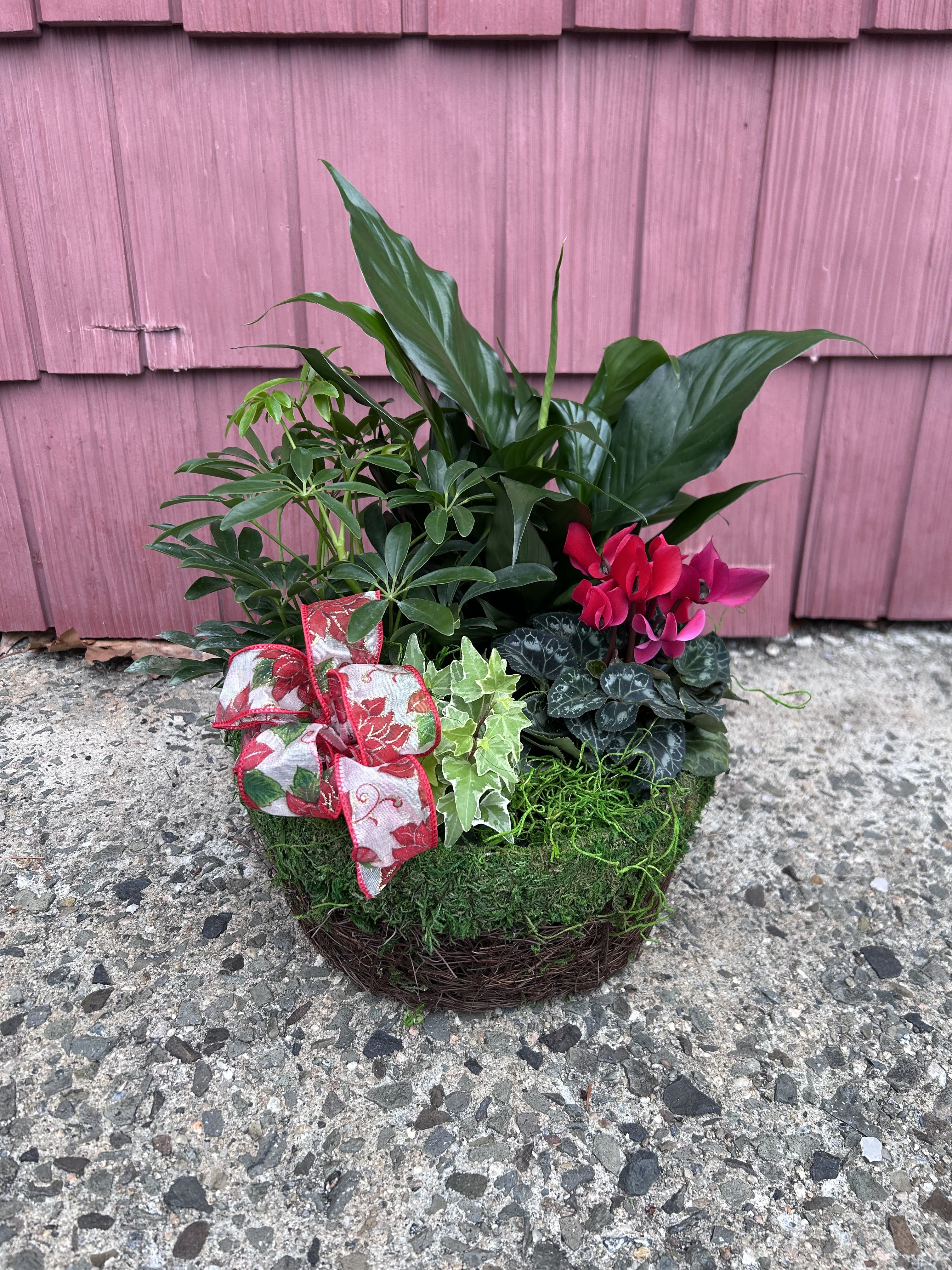 Dish Garden - This basket contains 3 indoor plants and 1 flowering plant… with a seasonal bow to brighten anyone’s day 