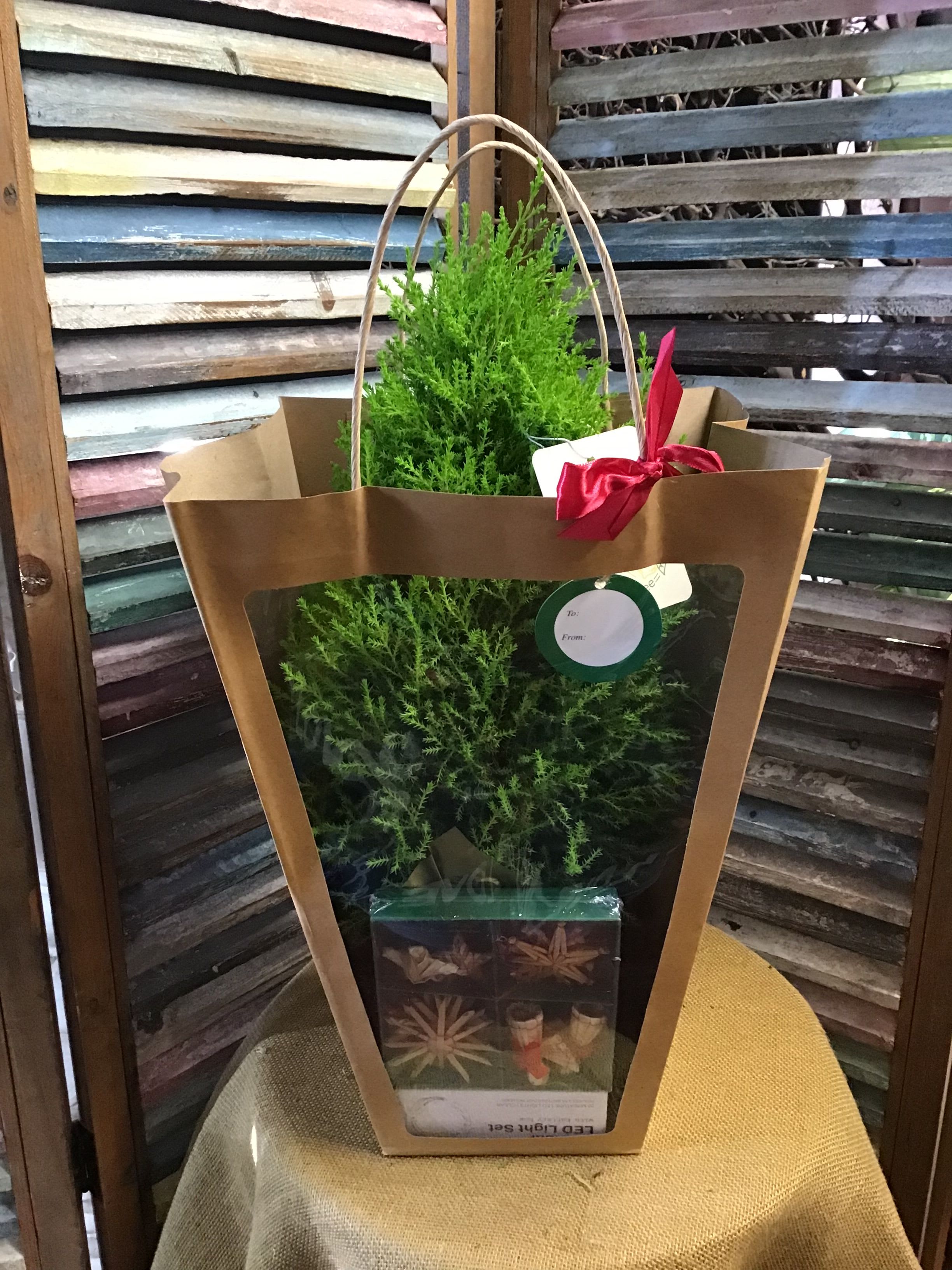 Tree in a bag - Gift for Christmas time