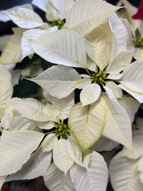White Poinsetta - A beautiful festive poinsettia with a festive bow