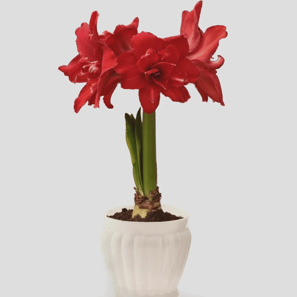 RED AMARYLLIS IN WHITE CERAMIC POT - A two-bulb red amaryllis plant potted in a 6" diameter white ceramic container dressed with Spanish moss and adorned with a holiday bow