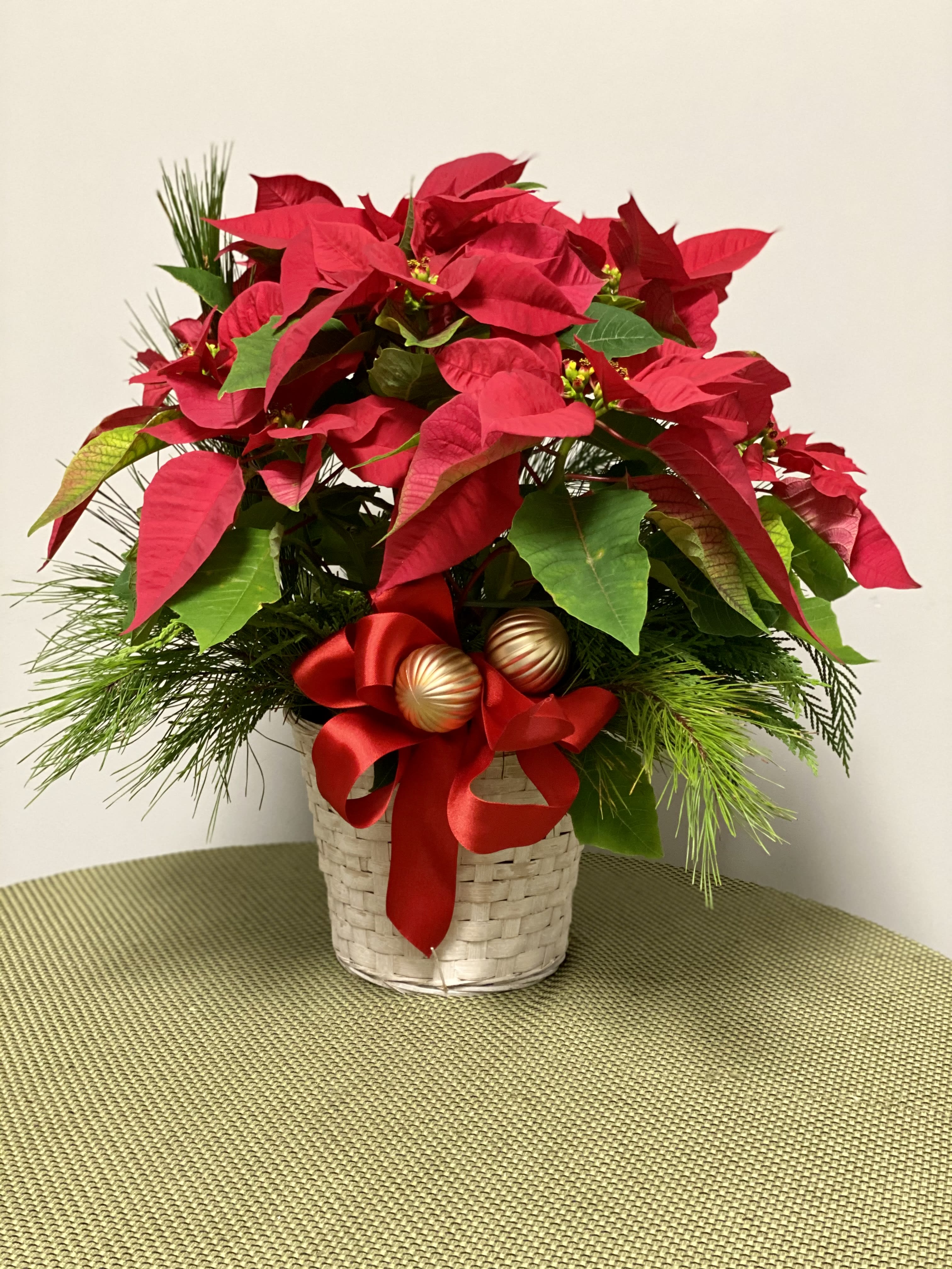 Poinsettia - Poinsettia with christmas greens in a 8 inch basket