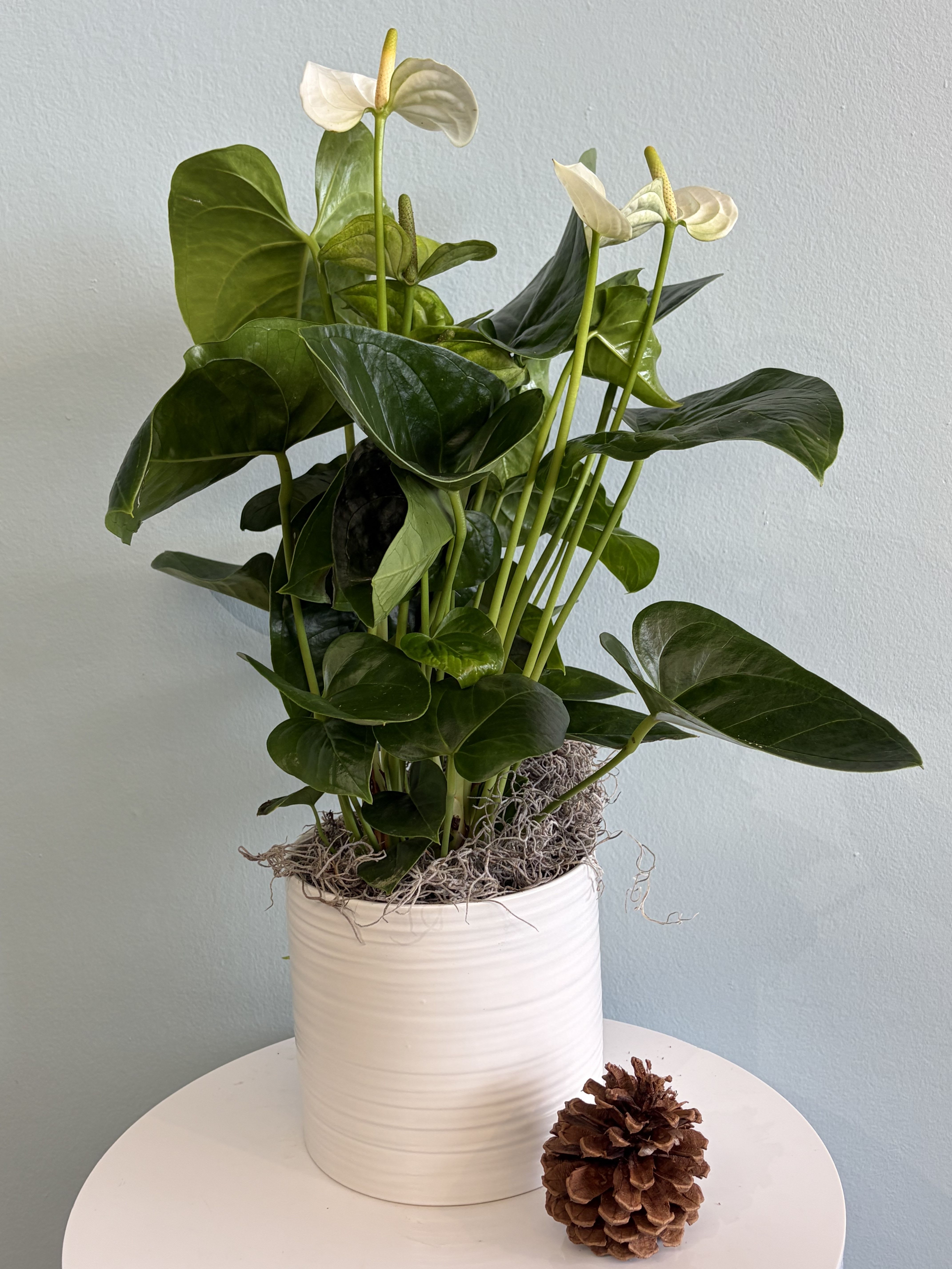 8&quot; White Anthurium Plant - This festive Christmas plant makes the perfect gift for the holiday season!
